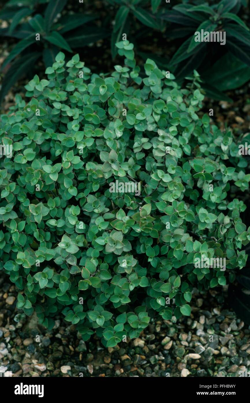 Callisia repens (Juif Bolivien, Tortue Vine) avec abondance de petites feuilles vertes Banque D'Images