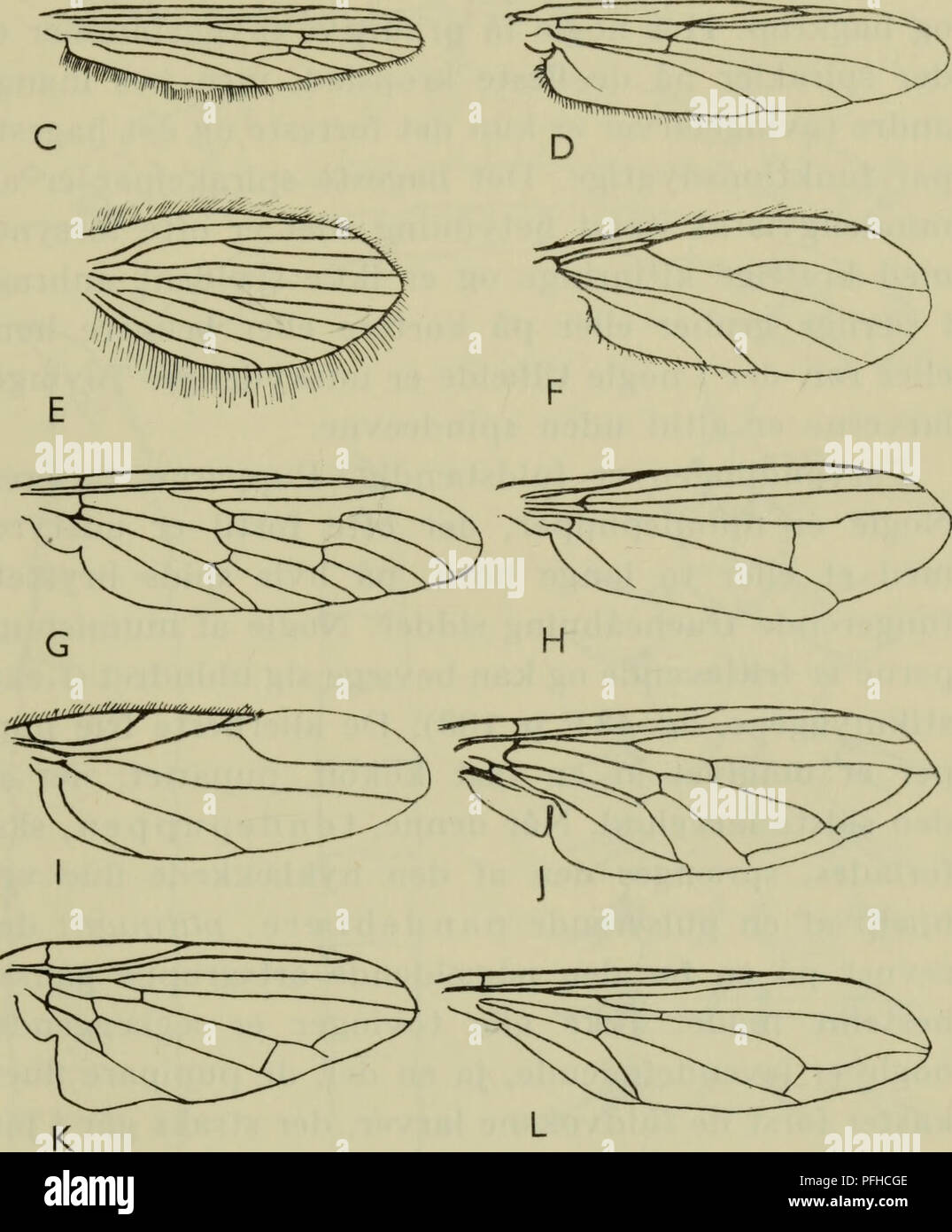. Illustrerede haandbøger la faune ; den danske plus dyreverden... . Fig. 97. Tovinger eksempler på vinger af. Un Limnobia bifasciata (Limnobiidae) ; B Bibio marci (Bibionidae) ; G Ochlerotatus leucophlegmatique- melas (Culicidae) ; D Tanypus varius (Chironomidae) ; E Pericoma ocellaris (Psychodidae) ; F Lestremia leucophaea (Cecidomyiidae) ; G Leptis tringaria (Leptidae) ; H Dolichopus claviger (Dolichopodi- dae) ; J'Paraspinipliora notata (Phoridae ribesii Syrphiis ; j) (Syr- phidae) ; K Platypeza rufa (Platypezidae) ; L Pipunculus PipuncLilidae (ater).. Veuillez noter que ces images sont extraites d'un balayage Banque D'Images