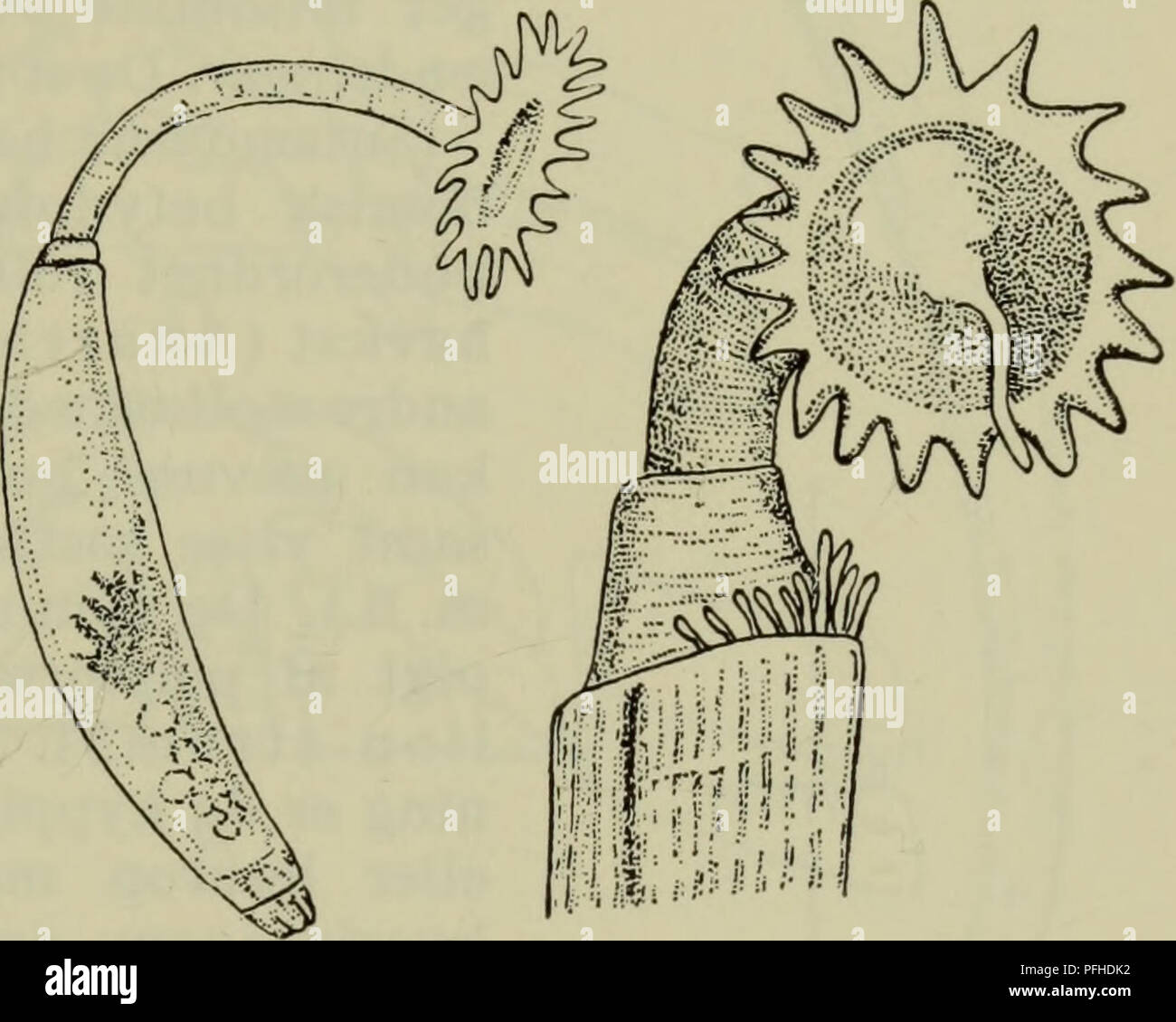 . Illustrerede haandbøger la faune ; den danske plus dyreverden... . Fig. 31. Fod hos une dentale : vulgare, Cadulus subfusiformis b : Siphonodentalium lofotense, c. Un efter Lacaze-Duthiers, b et c efter Sras. udbredelse. De findes ikke ved saltholdigheder sous 30°/00 og mangler således helt je Østersøen. Søtaenderne slambund findes sable eller på, hvor de nedgravet skrå levier j med, jaugeage kun obtenir millimètre af skallens bagende ragende frit op i vandet. Les plus graves de sig ned ou bevaeger sig til et andet, sker det sted ved hjælp af foden. Denne har dels ringmuskler, der tjener til à strae Banque D'Images