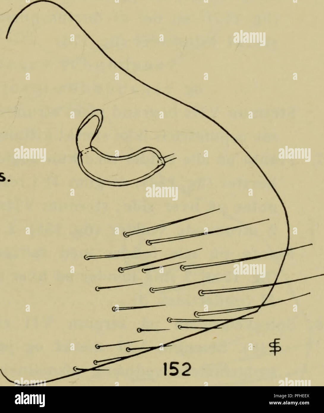 Ce guide illustré, *Danmarks Fauna*, fournit des représentations détaillées de la faune indigène du Danemark. Il met l'accent sur l'espèce Ceratophyllus gallinae, avec des illustrations mettant en évidence les caractéristiques anatomiques clés. Ce travail fait partie d'une étude approfondie du monde naturel danois, publiée par la Société danoise d'histoire naturelle. Banque D'Images