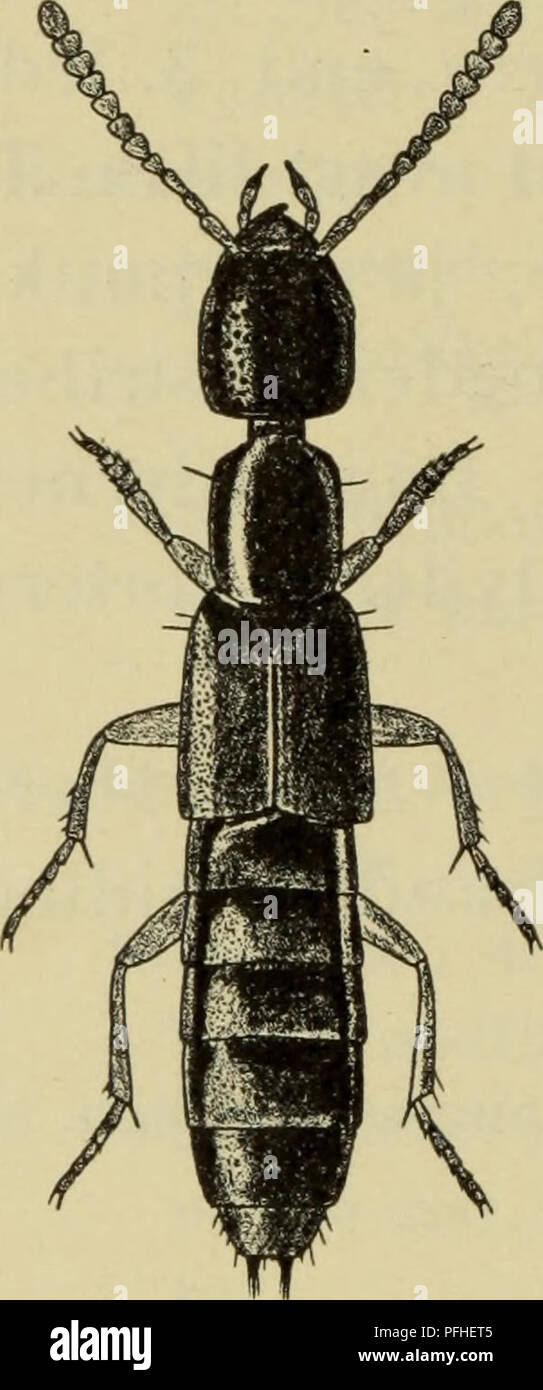 . Illustrerede haandbøger la faune ; den danske plus dyreverden... 30 Tindingen j det højeste ca. ^3 - politiske kriterier fin øjet. Hannens parringsorgan se fig. 15 procérulus. 1. N. villosulus Steph. (Fig. 14). Permettez-kendelig føl- gende fra de ensfarvet rødgule følehorn de ved, fra de pour følgende ensfarvet rødgule ved tillige ben. Trier ou brunsort daekkerne brunlige-, vinge, bagtil følehorn lysere ofte, og ben rødgule. Hoved og pronotum med bølgeliniet mikroskulptur, fin. 7.-10. følehornsled staerkt tvaerbrede ret. Vingedaekkerne punkterede taet ret. Bagkropsleddene punkterede taet ret og med bagtil fint, Banque D'Images