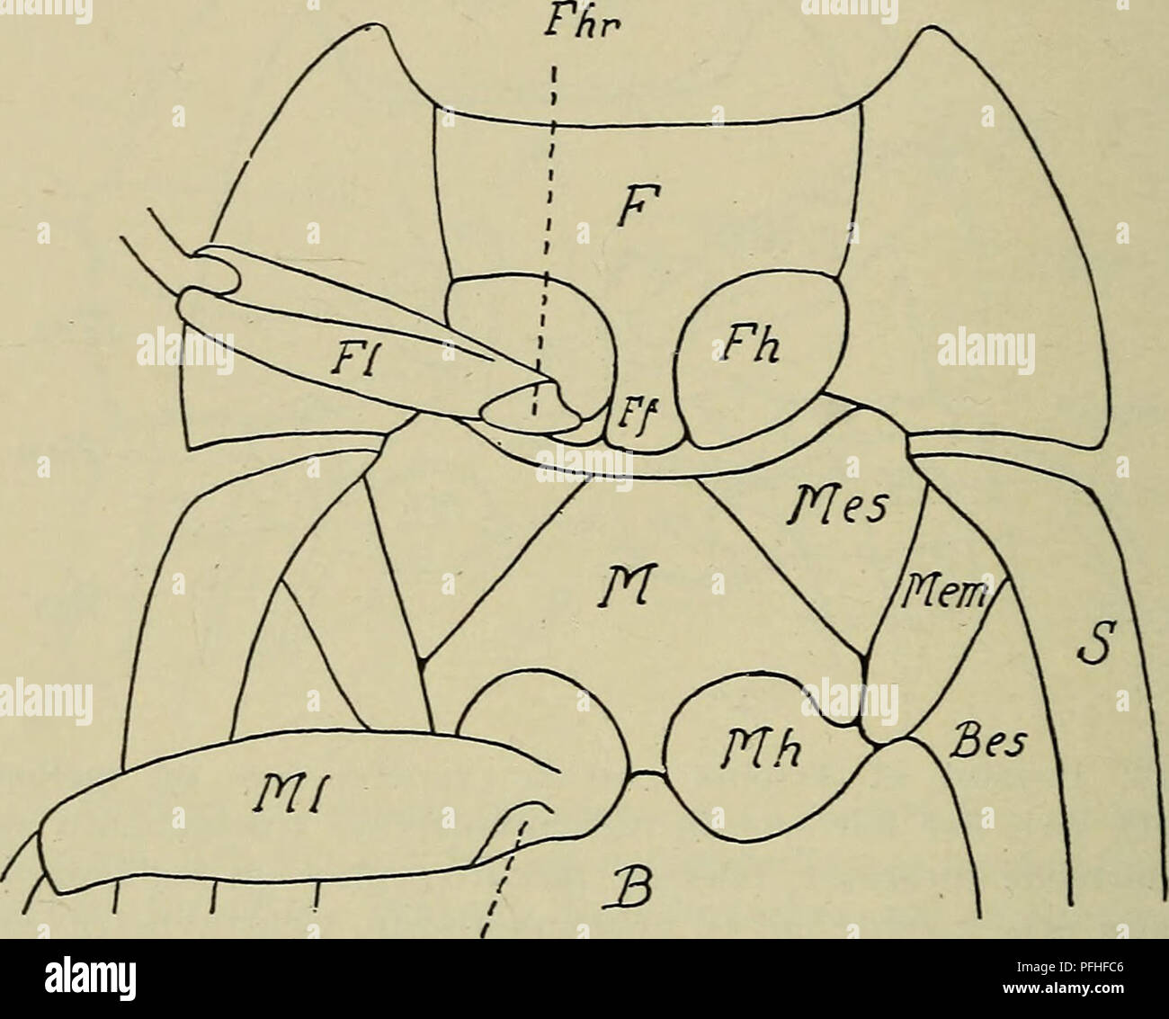 . Illustrerede haandbøger la faune ; den danske plus dyreverden... 12 14. Kloleddet onychium med kort (som flg. 1). Pour hofterne tvaerbrede- fremstående, pas 2. Clavicorn-fam. ^ Ostomidae) (p. 24). L'uden Kløerne onychium. Fremstående Forhofterne ovale og noget ou kugleformede 15.. Nhr Fig. 14. La poitrine Mycetophagus quadripustulatus af (Venstre pour mellemben fjernet- og). L'Art, der har- og pour mellemhofternes trochan- tinus skjult forhofter bagtil, ovale, åbne forhoftegruber brystets epimerer og at- nående mellemhofterne til ind. Bogstavbetegnel- serne som fig. 12. 15. Forhoftegruberne Banque D'Images