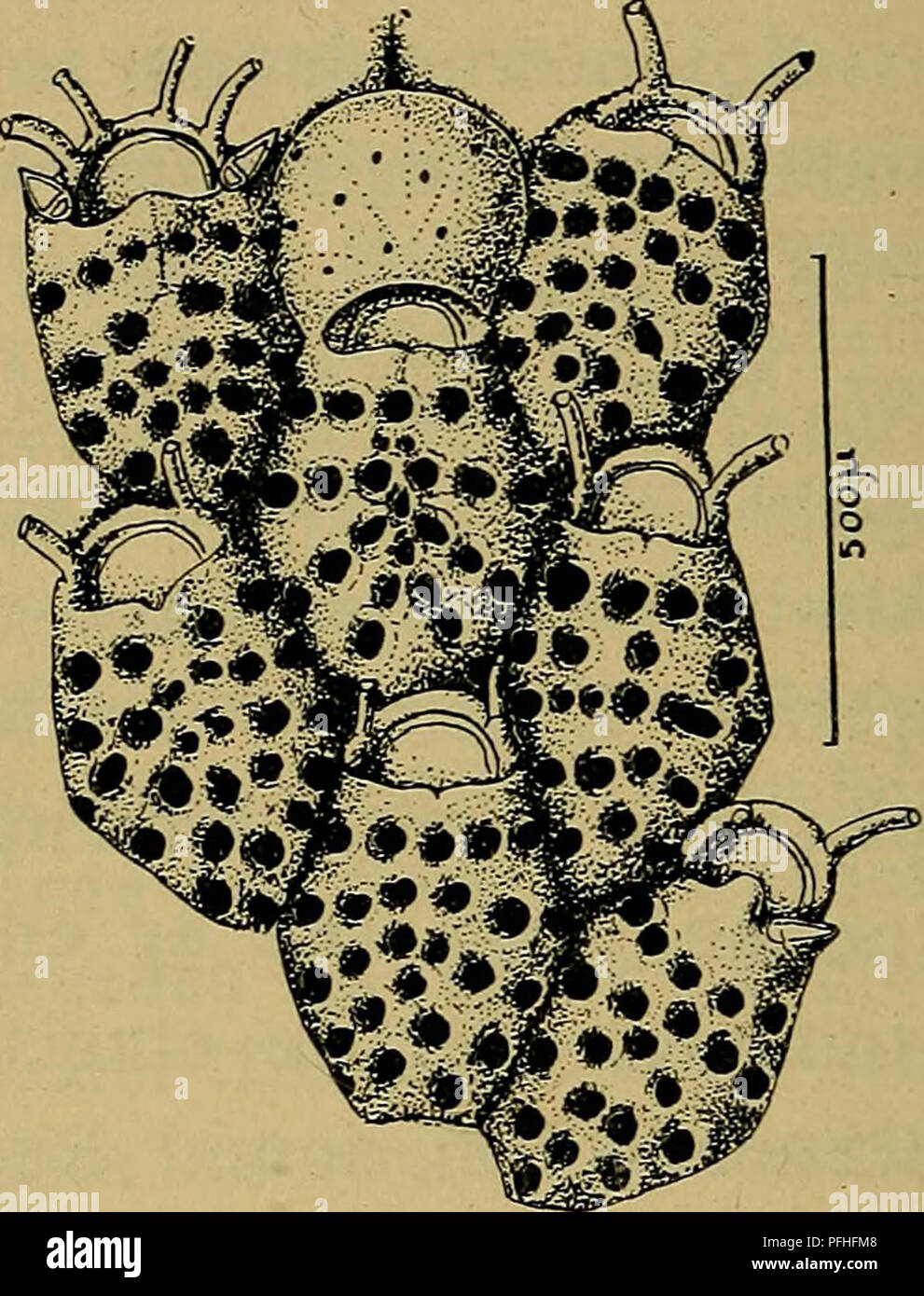 Illustrerede haandbøger la faune ; den plus dyreverden... . 104. Cribrilina annulata (Fabr.). Fig. 105. Cribrilina punctata (Hass). korte hvilke Torne, altsaa yderste de à nederste kølleformet