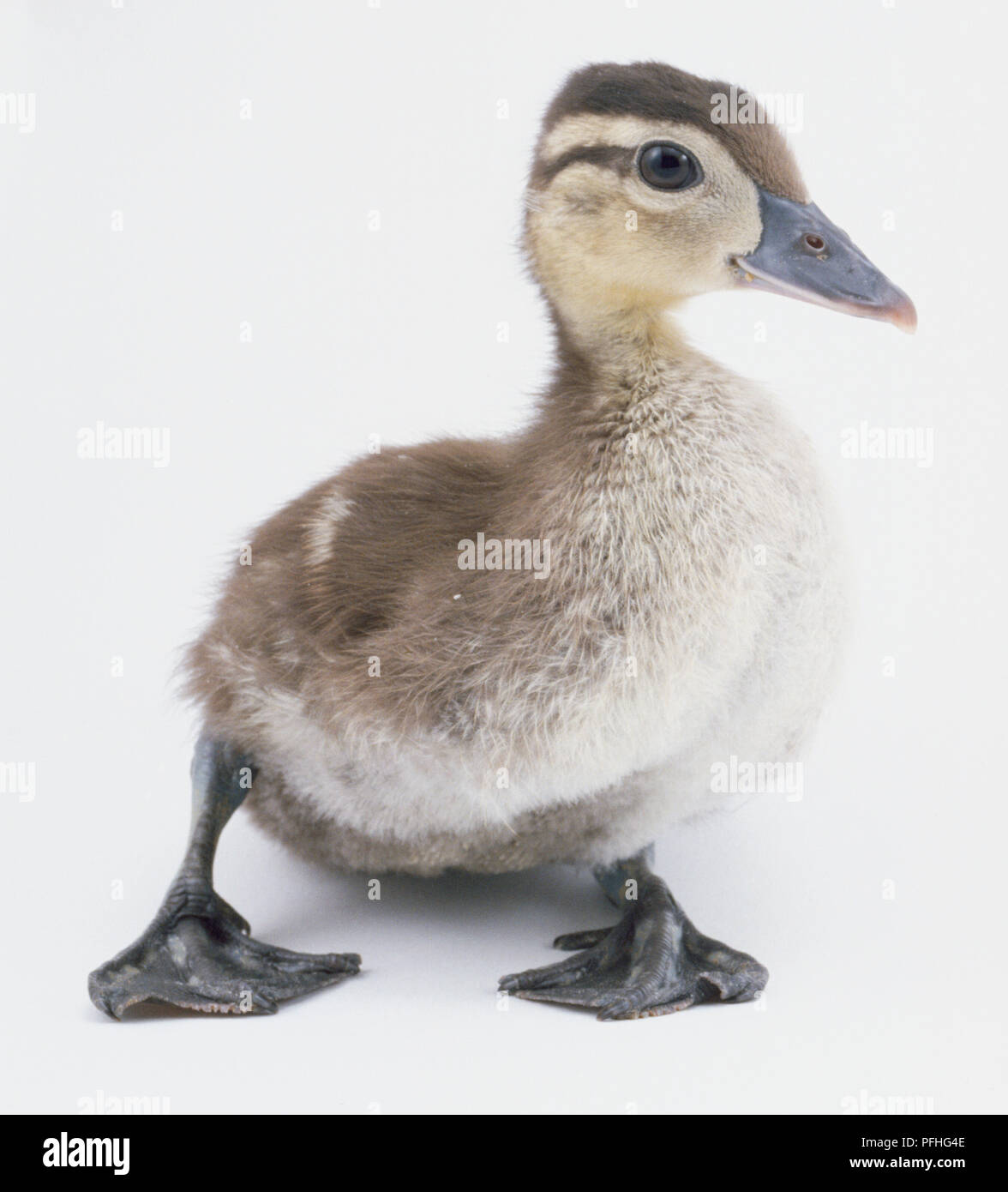 Canard Caroline est le poids d'un côté. Banque D'Images