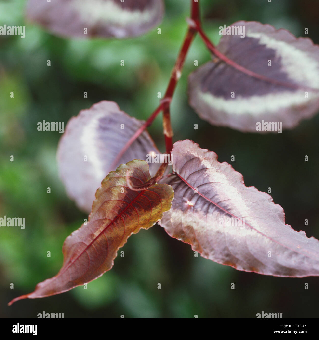 Persicaria microcephala 'Red Dragon', avec des plantes à feuillage vert lustré violet profond sur les feuilles. Banque D'Images