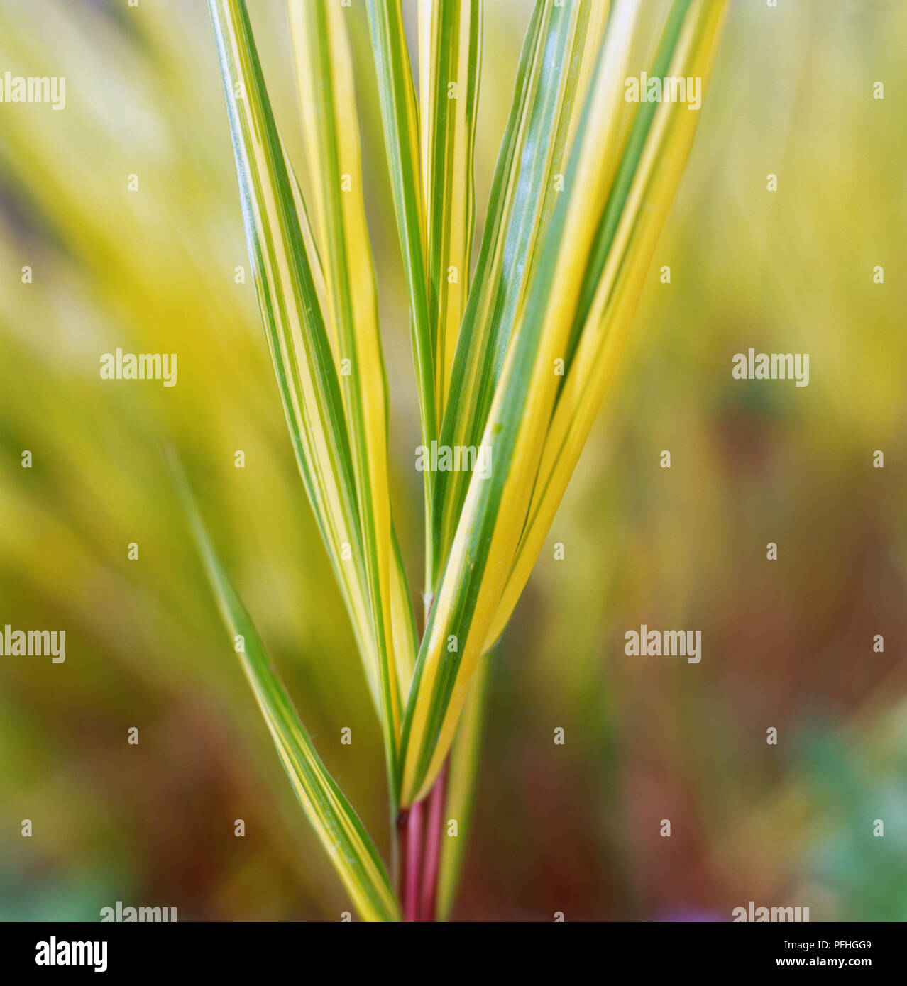 Hakonechloa Macra Aureola, près de longues feuilles vert et jaune rayé. Banque D'Images