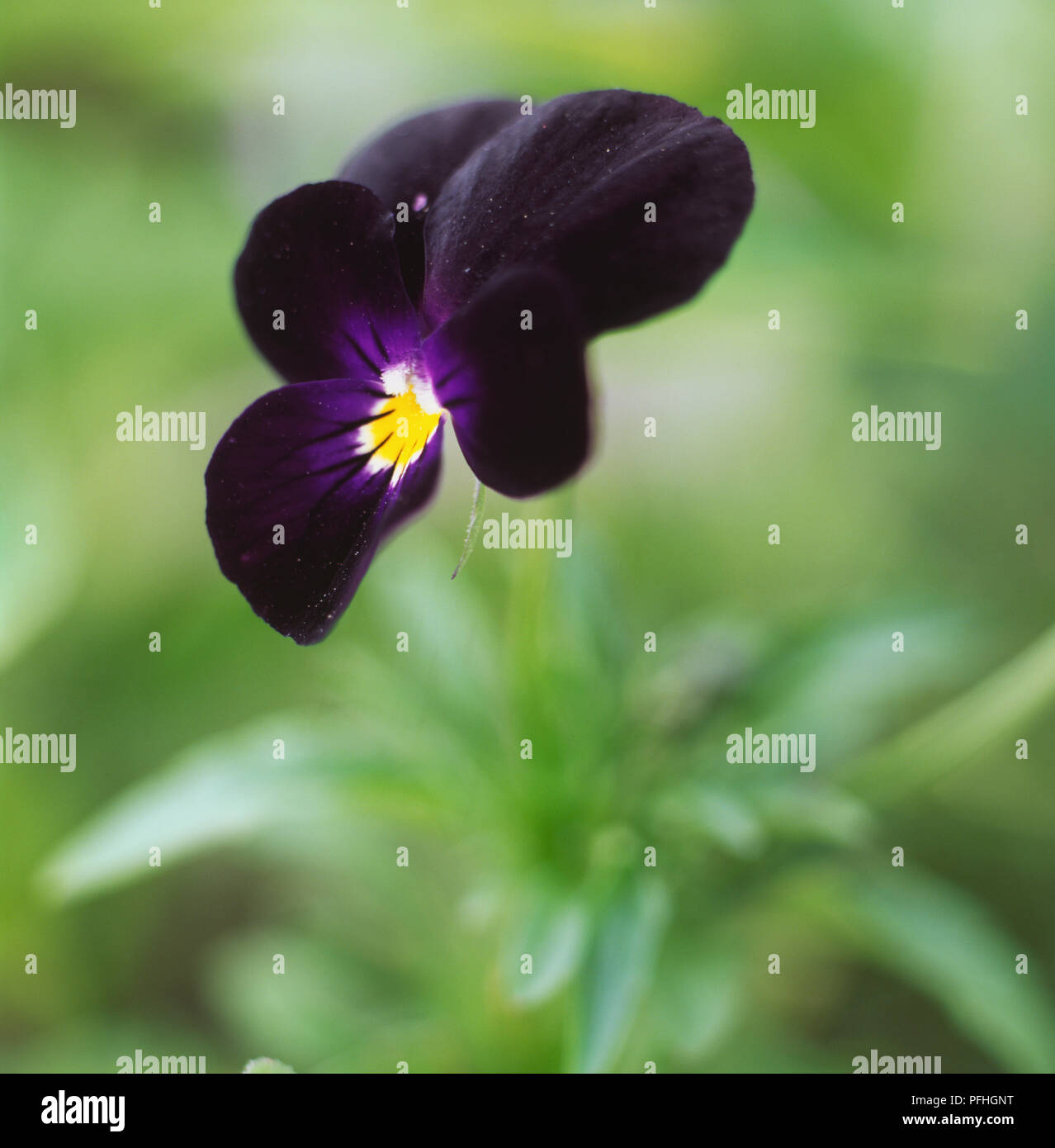 Violette, Viola 'Bowles Black'', deep purple velvet, cinq pétales de fleurs, coeur jaune. Banque D'Images