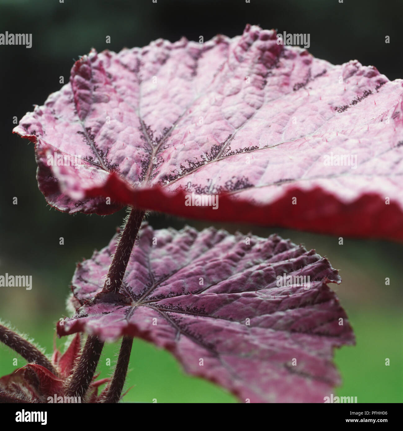 Begonia Rex-cultorum, "paix", de grandes feuilles pourpres. Banque D'Images