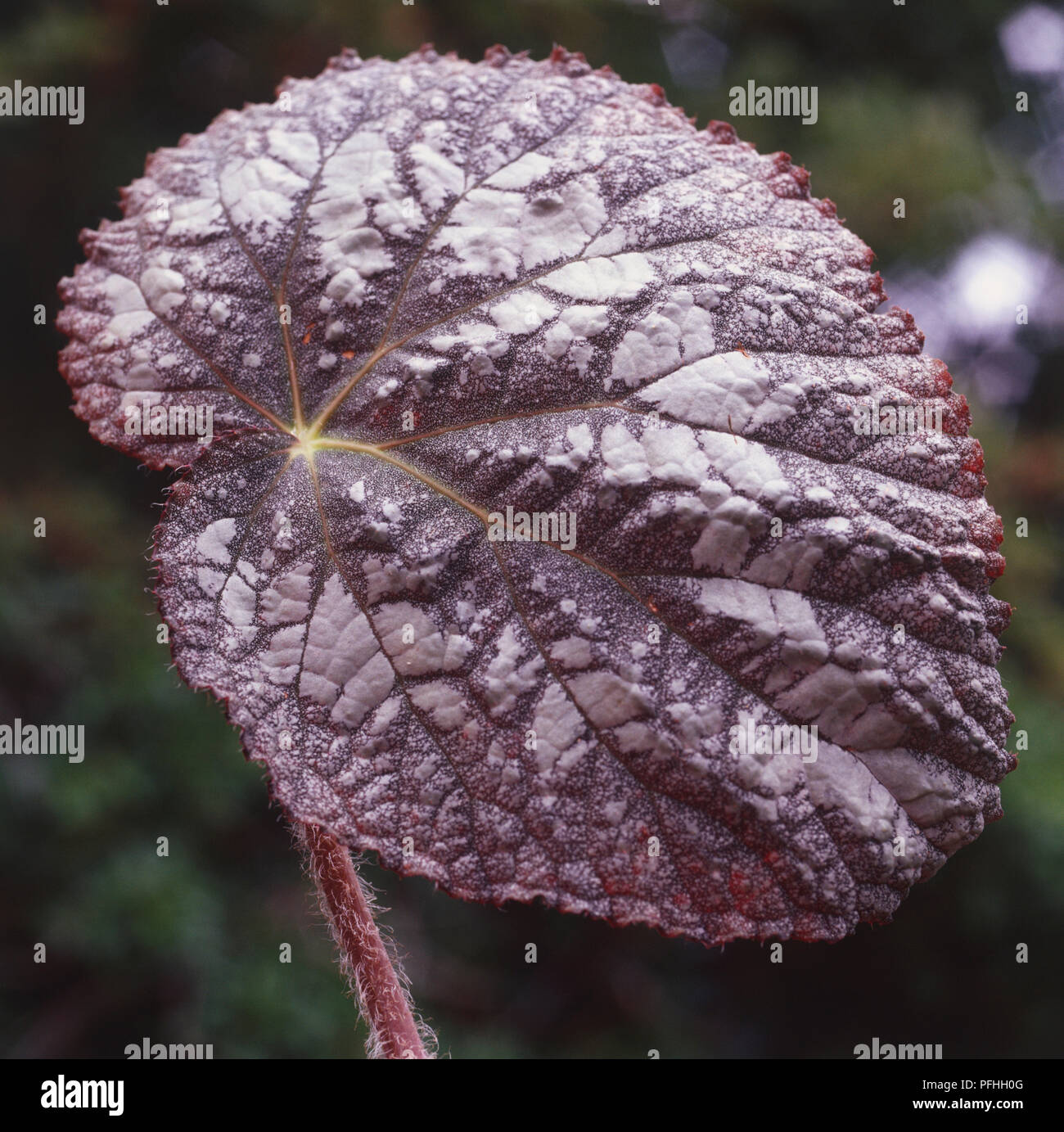 Begonia Rex-cultorum, 'SOLID' d'argent, de grandes feuilles d'argent foncé avec des tiges velues. Banque D'Images