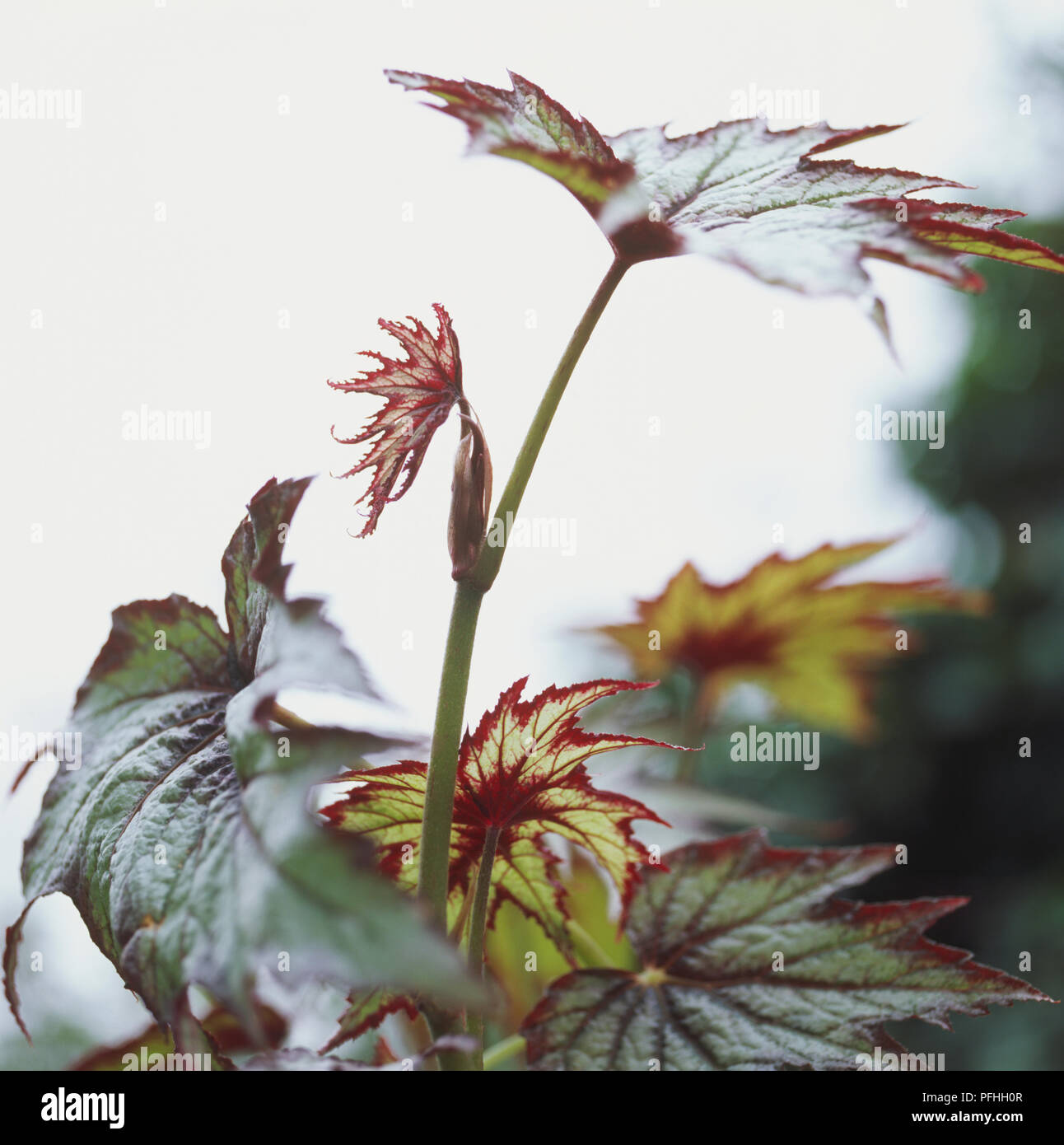 Begonia 'Connie Boswell', longues feuilles hautes tiges. Banque D'Images