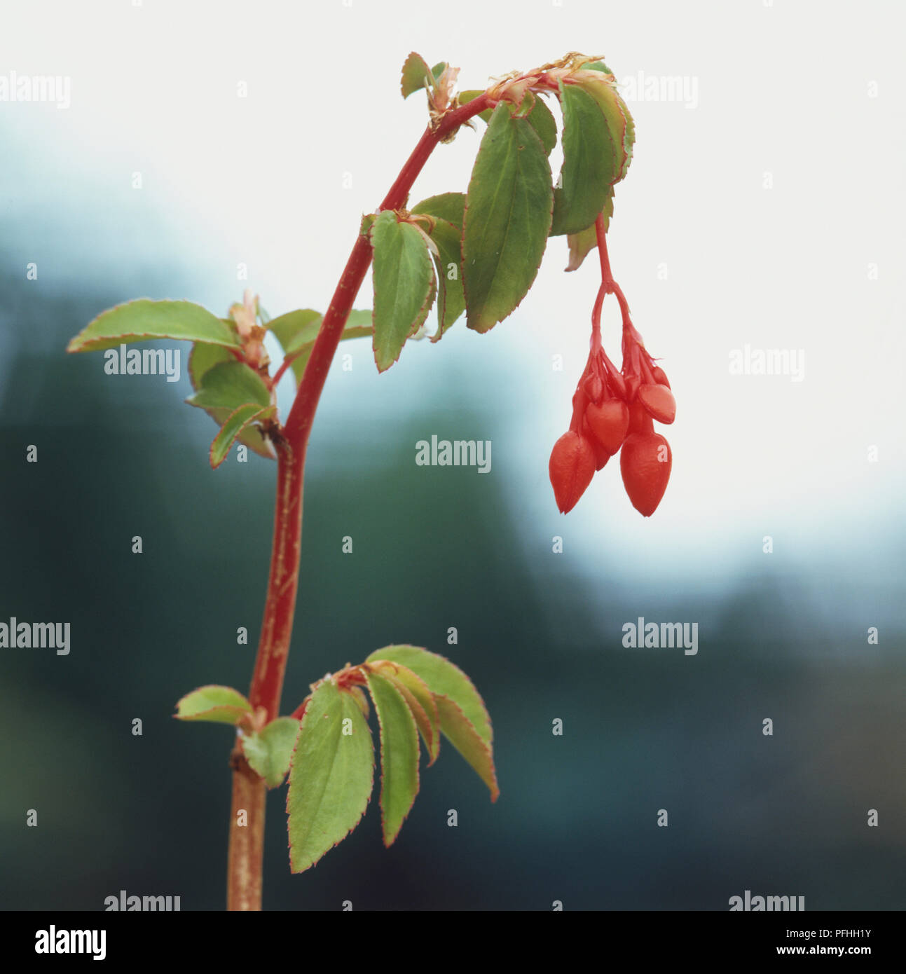 Fuchsiodes bégonia, bégonia, Fuchsia tige haute avec de fleurs rouge orange Banque D'Images