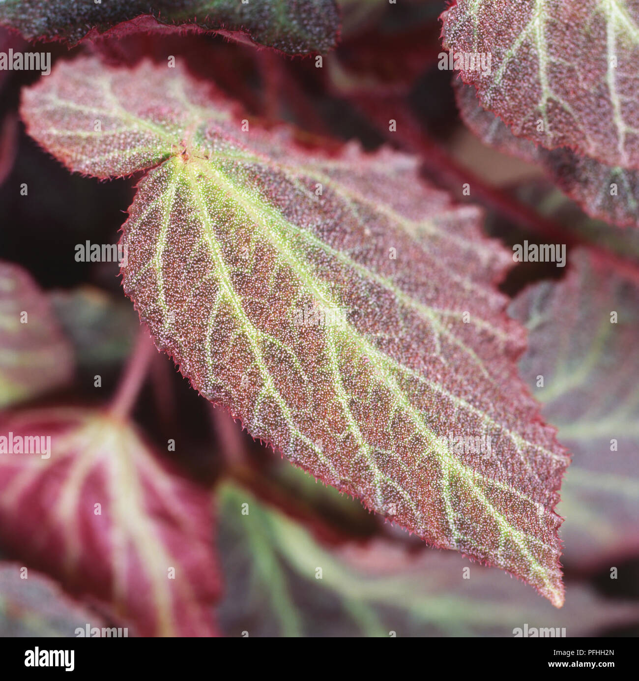 Begonia 'Comtesse de Montesquieu, des feuilles de velours vert rouge jaune avec des veines gren. Banque D'Images