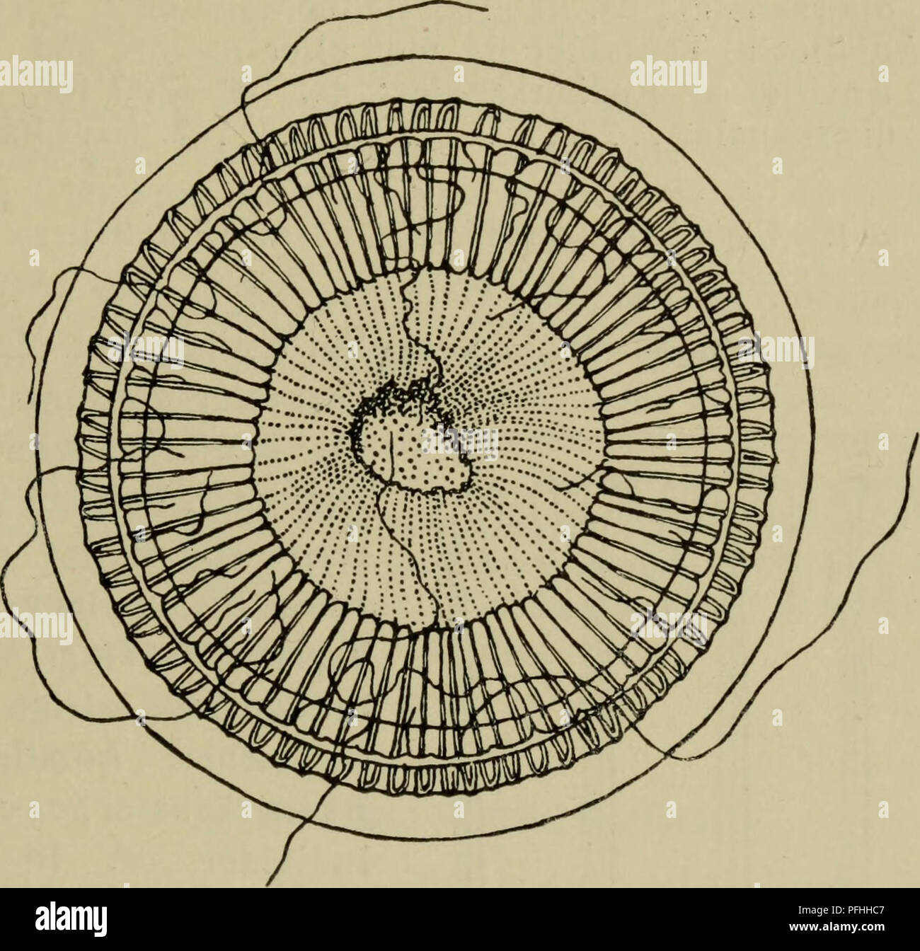 Ce guide de la faune danoise se concentre sur les espèces avec des bulbes de tentacules distinctifs et des pores d'excrétion, trouvés chez diverses espèces avec différents nombres de tentacules. Le guide offre des descriptions détaillées d'espèces comme *Quorea forskalea*, contribuant à la biologie marine. Banque D'Images