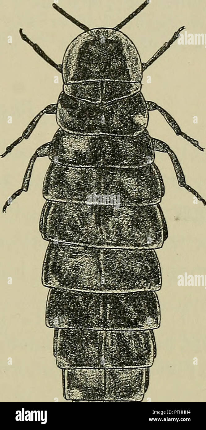 . Illustrerede haandbøger la faune ; den danske plus dyreverden... . Wø Fig. 3 et 4. Lampyris noctiluca (^ (t. v.), X 4V2, og $ (t. h.), X 3V2. 1. L. noctiluca L. (skt. Hansormen) (Fig. 3 OG 4). ($ : Aflang parallelsidet, ret. Undersiden gulbrun Oversiden sortbrun, pronotum, Scutellum, og ofte- daekkernes Sømkant gulbrune Vinge. Pronotums mørkere Midte. Ben brunlige Følehorn og. Øjnene de magasin. Pronotum fortil med 2 société smalle, utydelige gennemsigtige Pletter ofte, rynket punkteret-fint,. Vingedaekkerne behaarede fint, med punkteret laederagtig fint, Skulptur og 2-3 d'amende, pour bagtil kortede- Banque D'Images