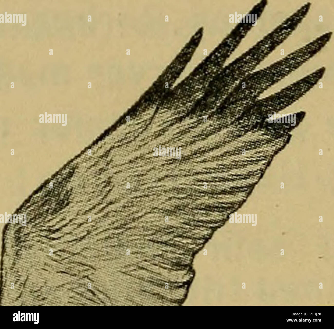 Cette œuvre danoise décrit les schémas de chasse et de vol du Circus aeruginosus, ou marais harrier. Le texte se concentre sur son comportement de chasse, y compris son schéma de vol distinctif et ses vocalisations, fournissant un aperçu du comportement et de l’habitat de l’oiseau. Banque D'Images