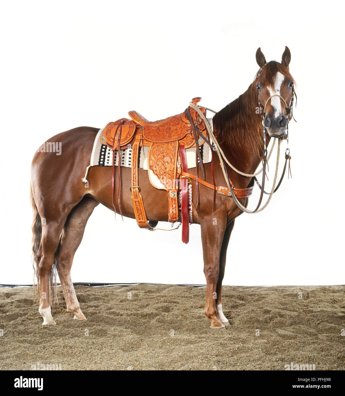 Un enfant de 6 ans, entièrement sella Quarter Horse, side view Banque D'Images
