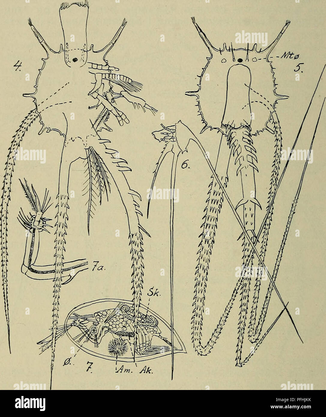 Ce guide illustré se concentre sur la faune du Danemark, fournissant des descriptions détaillées d'espèces comme Lepas fascicularis et Cypris. Il présente des illustrations des différentes étapes du cycle de vie de ces espèces, y compris leurs stades nauplius et leurs caractéristiques anatomiques. Banque D'Images