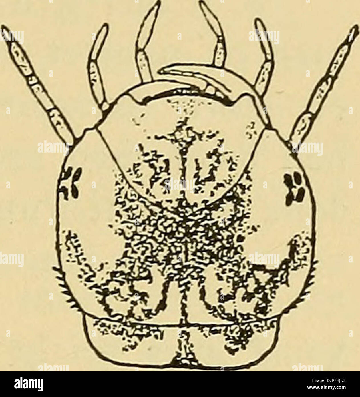 Illustrerede haandbøger la faune ; den danske plus dyreverden... 205 asa  langt som 7. bagtil tilspidset, langt. Asa Cerci Lange Nacht som led.  Laengde 15-20 mm. J'Traeffes Vinterhalvaaret stillestaaende rindende j