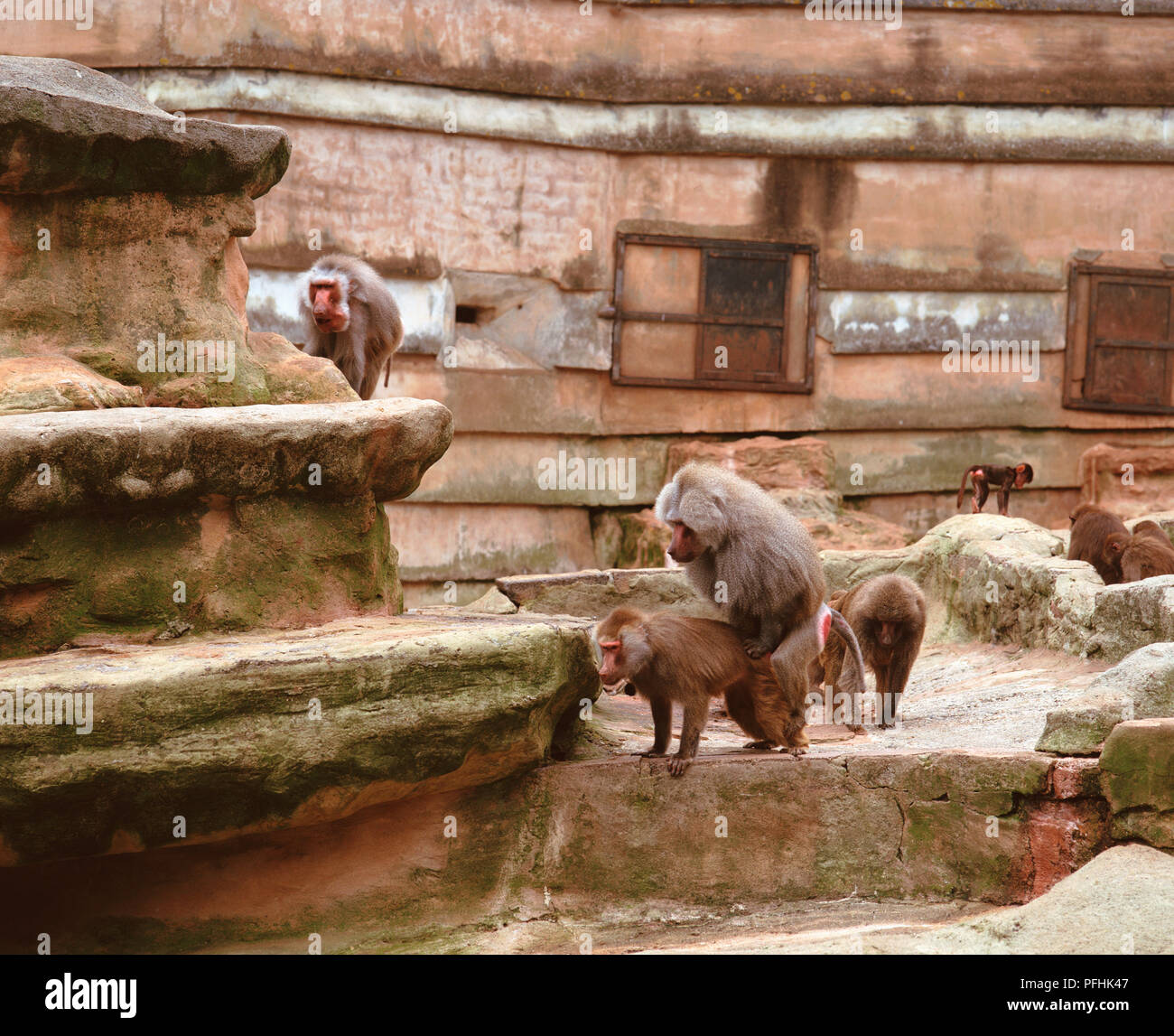 Les babouins Papio espèce non identifiée, dans l'environnement paysagé, zoo, deux d'entre eux l'accouplement, vue de face. Banque D'Images