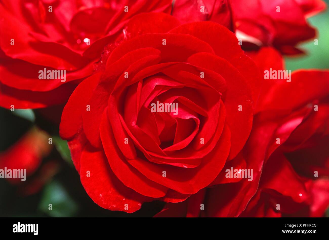 Rosa 'Commémoration', les fleurs rouges, close-up Banque D'Images