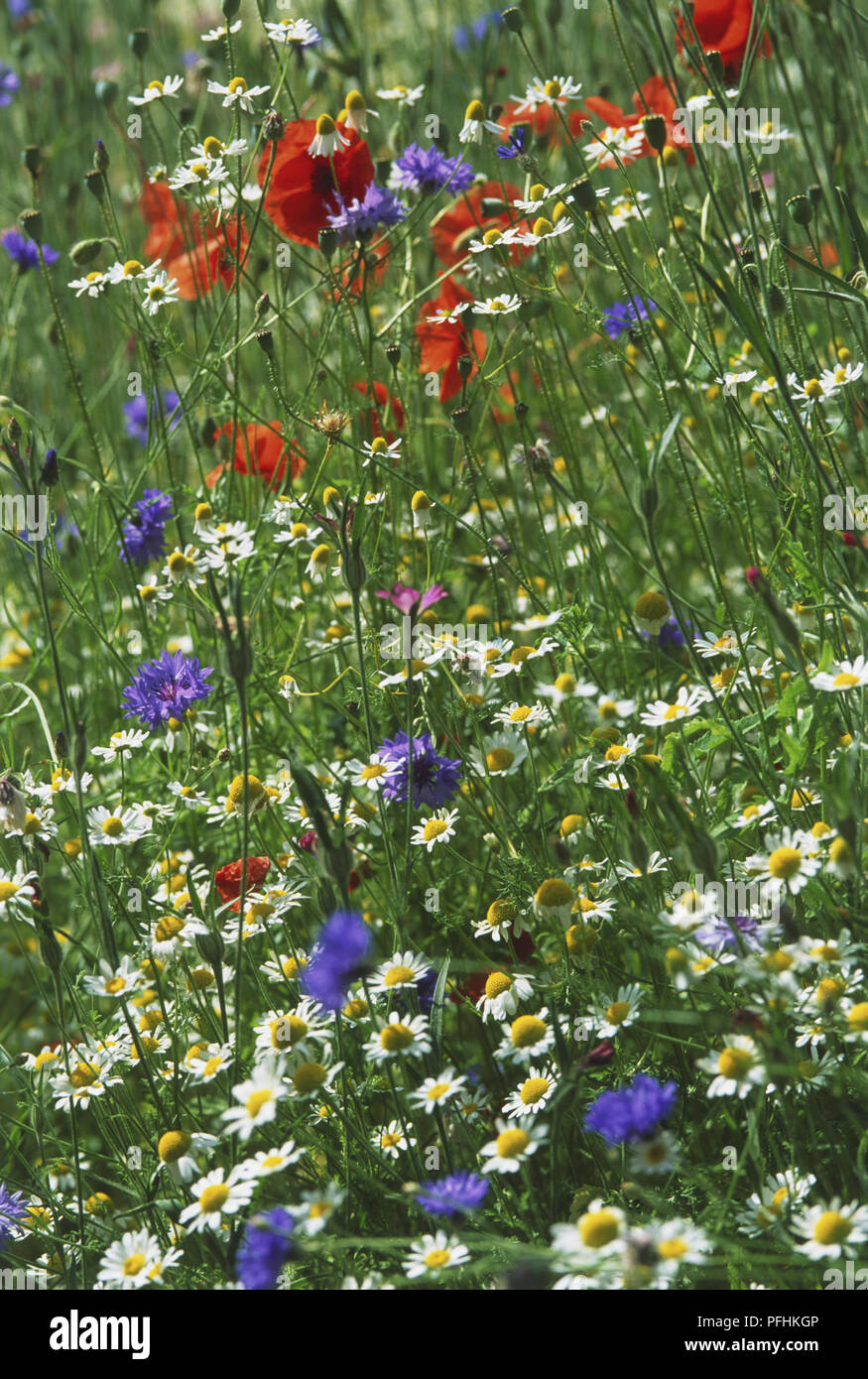 Prairie annuel composé de scarlet coquelicots, bleuets bleu, blanc ox-eye daisies Banque D'Images