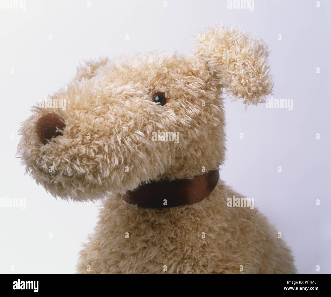 Chef de fluffy fluffy toy dog marron clair avec collier brun, Close up. Banque D'Images