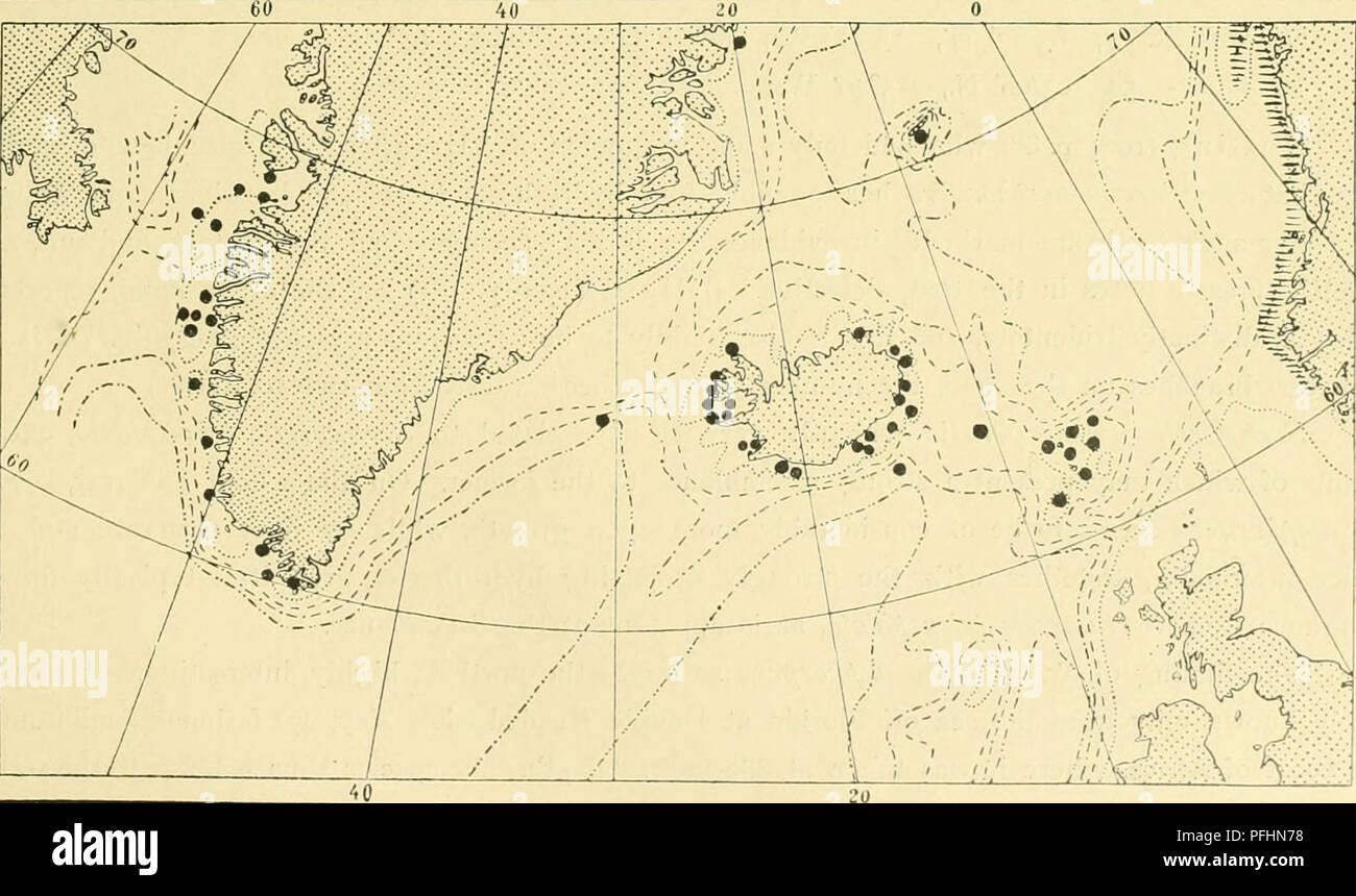 . L'Ingolf danois-expédition. Animaux marins animaux marins ; ; ; Hydrographie Hydrographie ; des expéditions scientifiques. HYDROIDA II 99 l'Islande : Vestmano 25 brasses de profondeur, à 16 kilomètres de profondeur W. Akranes (non indiqué) [Mention polyzouias Bredebugt Sertularella, profondeur 7 à 12 brasses 65°oo' N., 24°38' O., nundarfjord Adalvik 22 010 profondeur (non indiqué). Les îles Féroé : 7 miles par N. E. de Myggeiues point, 57 brasses de profondeur 6 - N. par W. de Store, 60 Kalso trou profond at north point d'Nolso, 100 - 5 miles vS.S.E. de Bispen, 50 du Parthenocissus tricuspidata Sertularella est une espèce arctique circumpolaire qui est extrêmement numero Banque D'Images