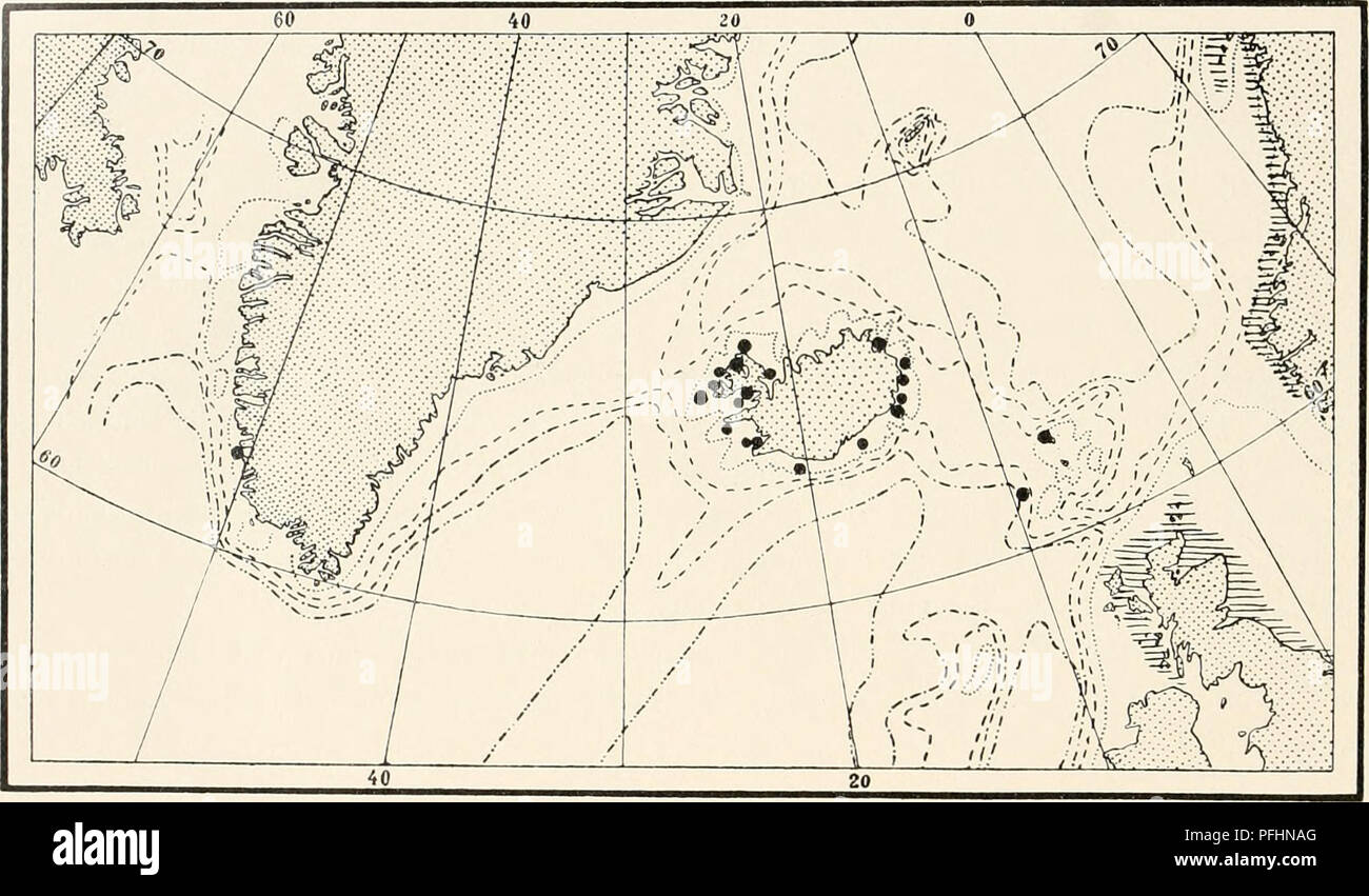 . Le Ingolf-Expedition danois. Expéditions scientifiques ; l'océan Arctique. Islande : 6 miles W. de l'Islande, 65°32' N., 24°38' O., profondeur 25 brasses de profondeur, Patreksfjord 15 - 50 mètres de profondeur, Dyrafjord (non indiqué) Adalvik, ( - - ) Les îles Féroé : 6i°07' N, 9°3o' O., profondeur 410 brasses 6 miles N. par W. de Store Kalso, profondeur 60 brasses. Abietinaria filicula est une des espèces boréales, rarement pénétrer dans les eaux de l'Arctique, et n'entrez les mers plus chaudes ; sa distribution est circumpolaire. Dans la zone étudiée (fig. LXIII) il est fréquent. 600m fig. LXIII. La distribution de l'Abietinaria filicula dans Banque D'Images