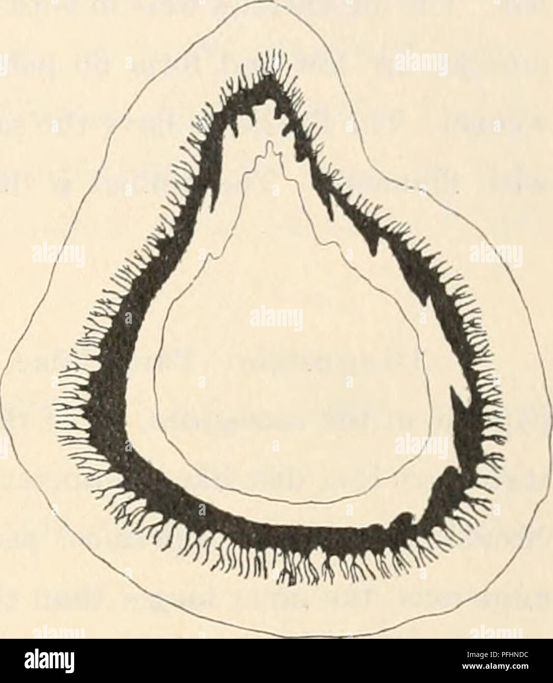 . Le Ingolf-Expedition danois. Expéditions scientifiques ; l'océan Arctique. 195 ACTINIARIA. faiblesse des muscles radiaux, ectodermique. Actinopharynx avec peu (environ 10) crêtes longitudinales. Paires de Messines- teries disposées liexamerously (6  + 6  + 12) ; seulement 6 paires parfaites. Parietobasilar muscles comme ceux de A. jan mayeni. Les nématocystes typique dans l'ectoderme de la colonne ?, dans les tentacules absence ( ? Ou si l'heure actuelle très rares). Picotement particulier capsules de la piqûre très nombreux batterie 53-75 X 11-13/i. Spirocysts des tentacules très nombreux, de 22 X 2 /j à 55 X 3 (3,5) ^. Nématocystes avec discerner Banque D'Images