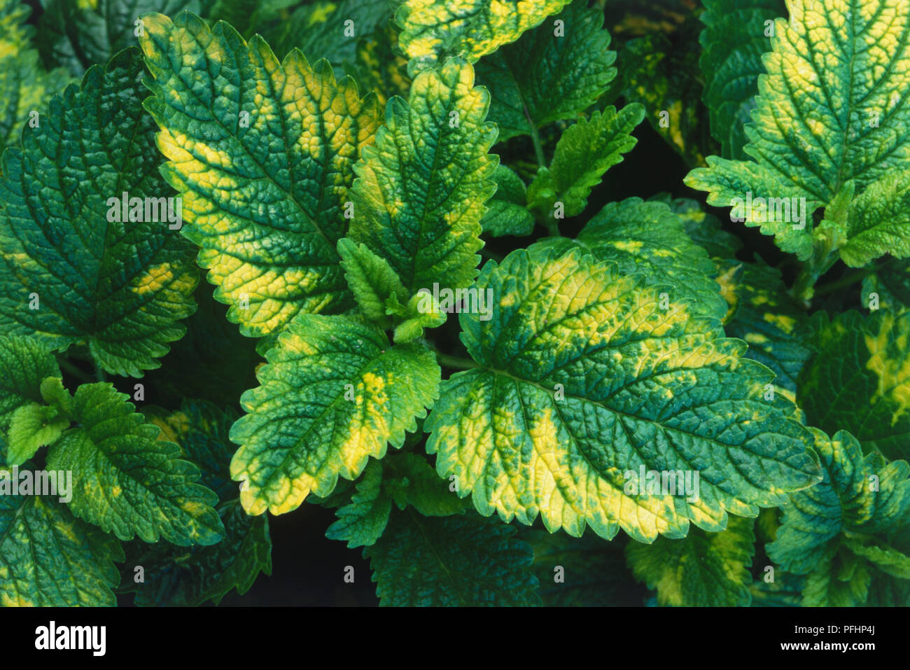 Melissa officinalis Aurea, feuilles vertes et jaunes Banque D'Images