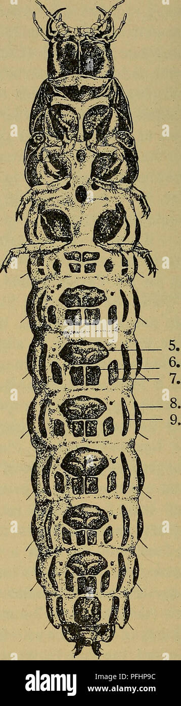 . Illustrerede haandbøger la faune ; den danske plus dyreverden... . Fig. 7. Carabus nemoralis, Oversiden Undersiden fra fra og. 1. Rakel, spi- 2. Rygskjold, 3. Cerce, 4. Analleddet, 5. Sternum, 6. Sternellum interius, 7. Sternellum exterius, 8. Epipleurit, 9. Hypopleurit (Bengtsson).. Veuillez noter que ces images sont extraites de la page numérisée des images qui peuvent avoir été retouchées numériquement pour plus de lisibilité - coloration et l'aspect de ces illustrations ne peut pas parfaitement ressembler à l'œuvre originale.. Dansk Forening naturhistorisk. København, G. E. C. Gad Banque D'Images