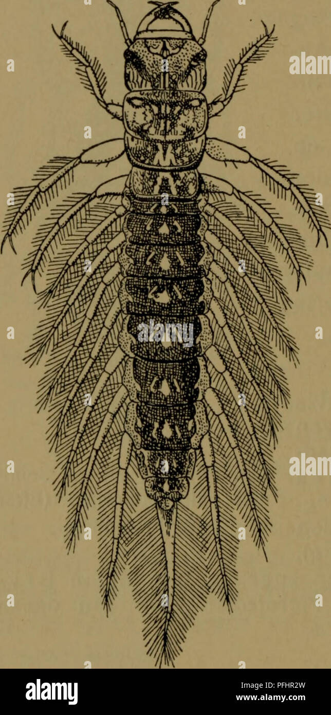 . Illustrerede haandbøger la faune ; den danske plus dyreverden... 124 har, larve et de staerkt chitiniseret stort og Hoved, pour- & resort gacka med en Bidemund staerk og en Gruppe af Punkt- øjne-sac ret af de Korte, 4-leddede Antenner. Mandibler krummede, magasin de noget og med Indersiden forsynet Taender paa. 5 Maxillarpalper leddede Labialpalper-og 3-leddede. Tho- rax's tre Segmenter a udviklede hvert og godt, dem forsynet af med et par capital opportunities- tige Ben. Baerer Bagkroppen femleddede sidestil par 7,- lede, haarede noget, tilspid Trachégaeller- sede. Nacht (Segment) et bagudrettet niende har, u Banque D'Images