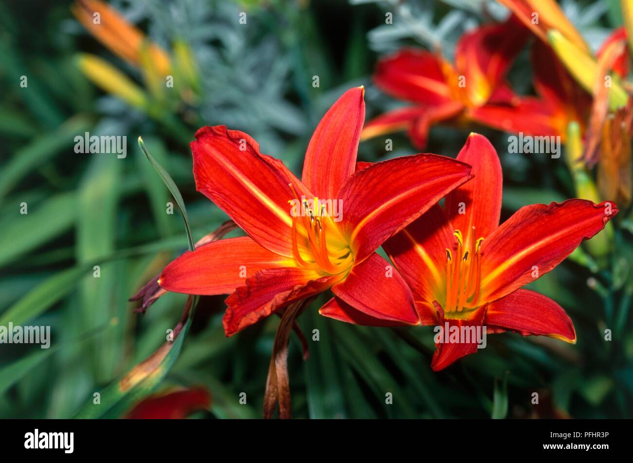 Hemerocallis 'précieux', rouge fleurs rouge vif avec ligne jaune au centre Banque D'Images