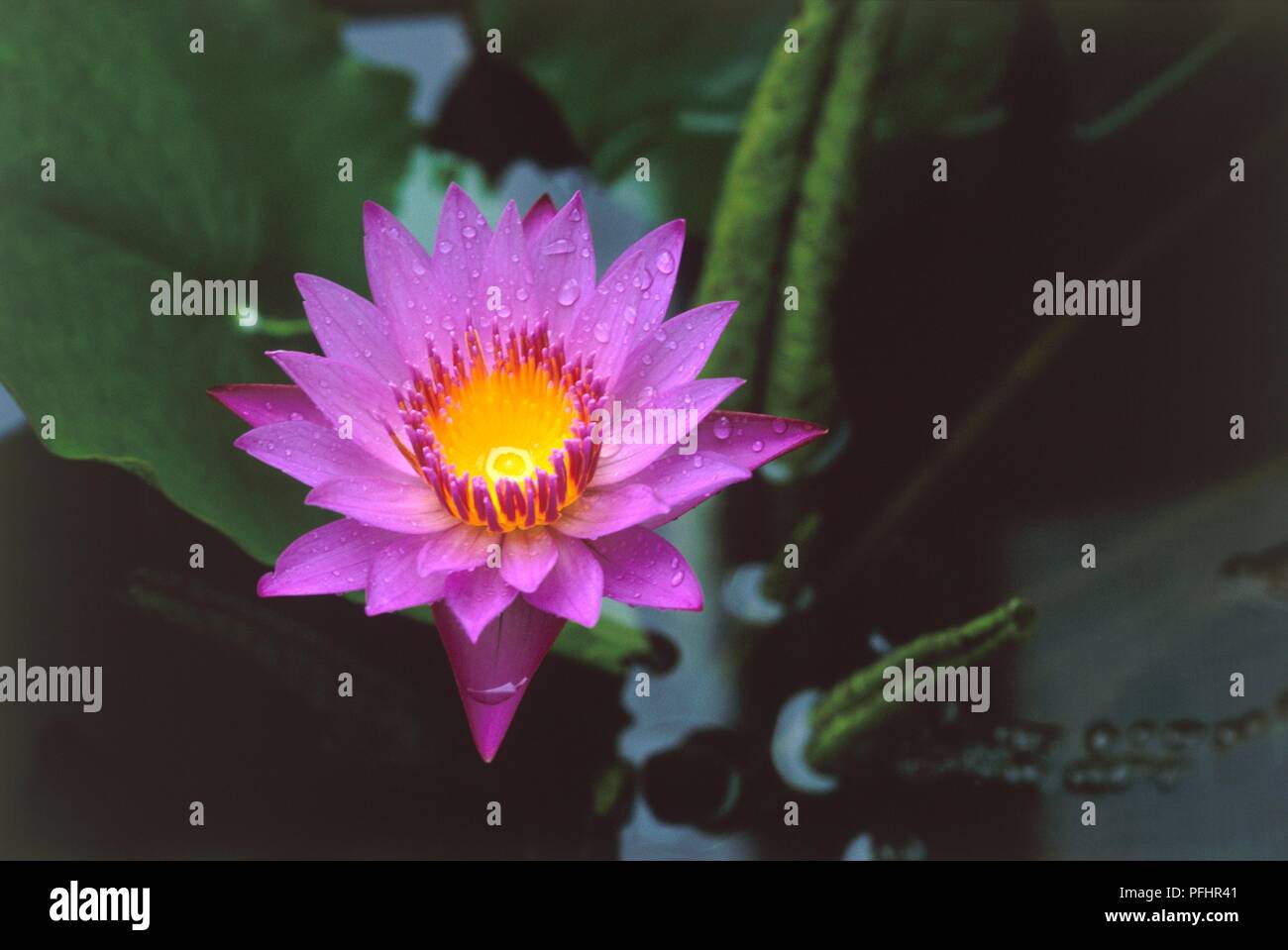Nymphaea stellata (rouge et bleu), nénuphar fleur de couleur vive avec des gouttes d'eau sur les pétales, close-up Banque D'Images