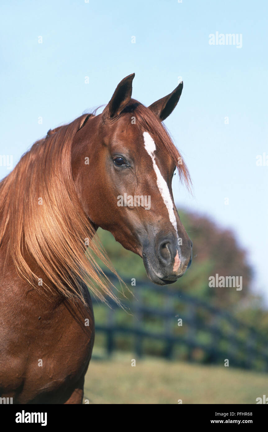 Tête de cheval alezan Morab montrant des caractéristiques d'Arabie, flamme blanche et longue, fluide mane Banque D'Images