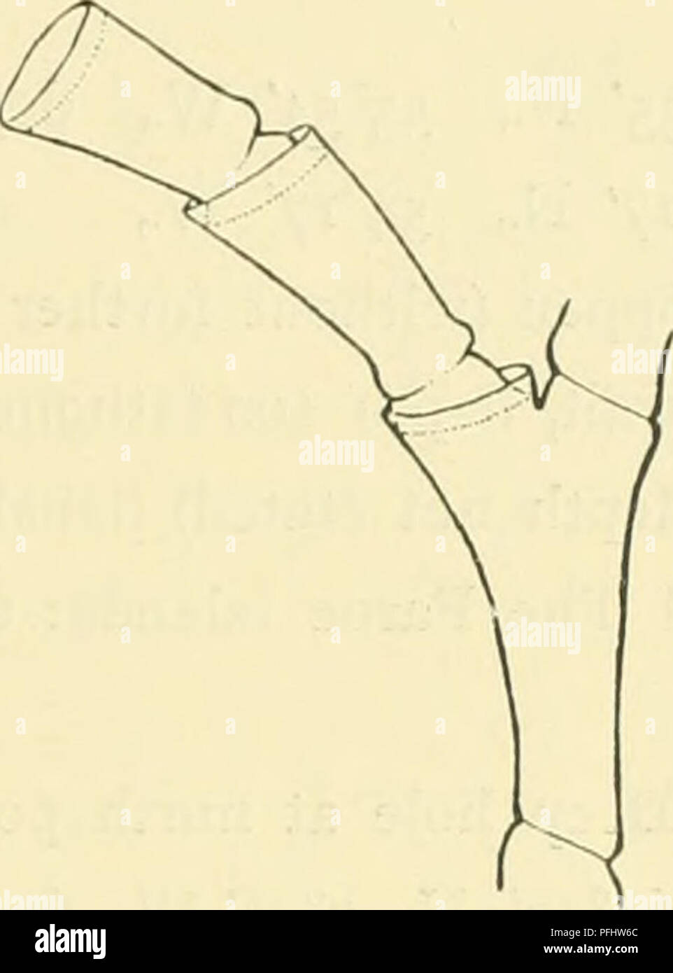 . L'Ingolf danois-expédition. Animaux marins animaux marins ; ; ; Hydrographie Hydrographie ; des expéditions scientifiques. HYDROIDA II 39 mâles sont très ovale allongée, les femelles de forme ovale allongée, en forme de saucisse fortement courbées, avec un court col cylindrique au milieu ou sur la moitié basale de l'gonotheca, et sur le côté concave de la même. La marge d'ouverture niveau ; dans l'ouverture elle-même une paire de hydrauths. Matériel : "Thor" 63°3o' N., 2o°j4' W., profondeur 80 mètres. Les îles Féroé : Boronses 13 milles dans N75W., 30 brasses de profondeur. Sur une piste de danse précédente (1913 p. 13) J'ai déclaré qu'Halecium Bea Banque D'Images