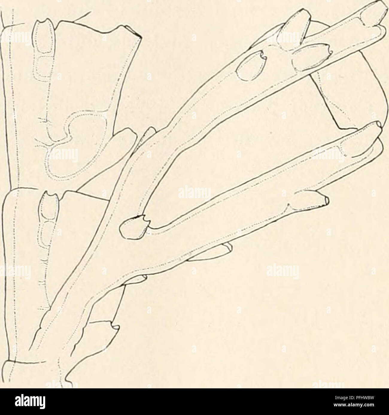 . Le Ingolf-Expedition danois. Expéditions scientifiques ; Océan Arctique. Rendez-HYDROIDA II conique, large, arrondi en bas, avec une large ouverture vers l'phylactogonium ; en vue latérale, le abcladial mur est vu à Dome dans une grande lèvre supérieure au-dessus de l'ouverture, qui est par conséquent tourné vers le bas vers la base. Matériel : "Ingolf" saint 51 64°j5' N., i4°22' O., 68 brasses de profondeur 7,32° - 98 65°38' N., 26°27' W, - 138 - 5,9° de cette espèce très étrange, un couple de colonies bien développés ont été trouvés ; il re- Cladocarpus paradiscus quelque peu sembles Allman, avec ses deux stron Banque D'Images