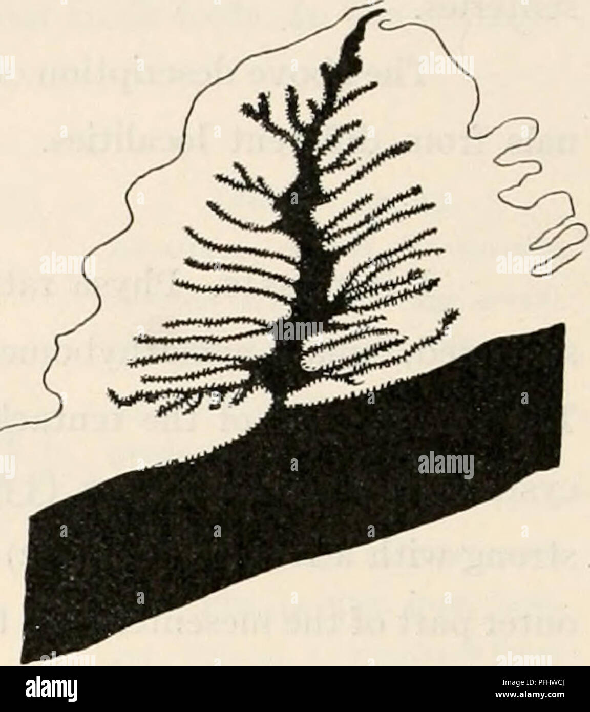 . Le Ingolf-Expedition danois. Expéditions scientifiques ; l'océan Arctique. Fig. 46. Fig- 47- Fig. 48. Textfigs. 46-48. Edwardia islandica. La section transversale de pennon (fig. 46) et Musculature pariétale (figs. 47, 48) dans la partie supérieure de l'appareil reproducteur. Edwardsia incerta n. sp. Diagnostic : Physa bien développé. Avec un Scapus ectoderme épais, incrustée d'un corps étranger, avec quelques nemathybomes, grand, contenant un peu de nématocystes 29-^J X 5 /j en taille. Pas plus de 16 tentacules, probablement 12. Les nématocystes des tentacules de 22 à 26 x 2 fx, le spirocysts 14-22 n dans la taille. Muscle longitudinal penn Banque D'Images