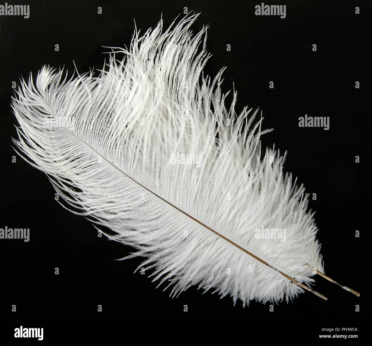 Deux plumes d'Autruche blanc Banque D'Images