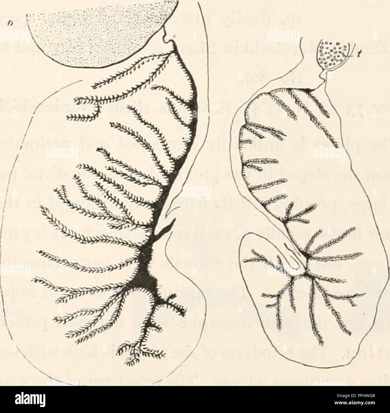 . Le Ingolf-Expedition danois. Expéditions scientifiques ; l'océan Arctique. ACTINIARIA 39 tocysts. Les nématocystes de l'actinopharj nx sont également de deux tailles. La taille de l'spirocysts (sp.) et de nématocystes (n) dans les diverses régions du corps est comme suit. Nemathybomes. n l'habitat capitule tentacules n. .Sp. actinopharynx (Mort du Petit Belt. 1900) - ( - 1912) - (Schiodte) . Le son (St. 27) - (St. 42) - (St. 43 a)... - (St. 30) (Liitken) 29 à 39 X 3-5-4 ft 24-33 X (2,5) 3 (2,5 X 26-43* 3-3.5 29-41 X 3-5-4 24-41 X 32-43 X 3 3 29-43 X 3-3,5 26 à 41 X 3-3.5 31-43 X 3-3.5 55-72 X 5 u 55-65 X 46-55 X 5 Banque D'Images