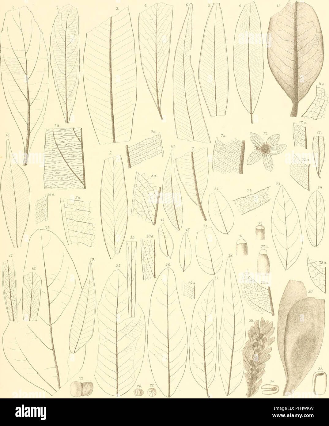 . Denkschriften der Kaiserlichen Akademie der Wissenschaften, Mathematisch-Naturwissenschaftliche Classe. C.v Etfiiiyshausen. ZurTeifiärflora Beiträge von Kanada. Taf.XV.. UA u.leiTli SdKiJrr:k Drii Wi" fvesulin du 5r3i l'ommkiris BanksiL 1,2 3 Eitcalvptus Houlinanni. 4,5 F.Havi. 6-8.MHchelli. 9,10 F.Diemenii. GdoniUs IVükmsom 11,12 13 Myiionium knceolalum.l't, 15 M.obtusifotiiim. 16 Callistemophvlliim Swindeai. 11,18 C. Becken. Obliiiuum EST C.. 20 Ch. Hacltii. Dalbcryiophyllum iSCopuifera aiistmliensis 21,22 affine. Dolichiks coriamis 2'i. 25,26 Cassiu plmseolifoides. 27, 28 C.castanospem Banque D'Images