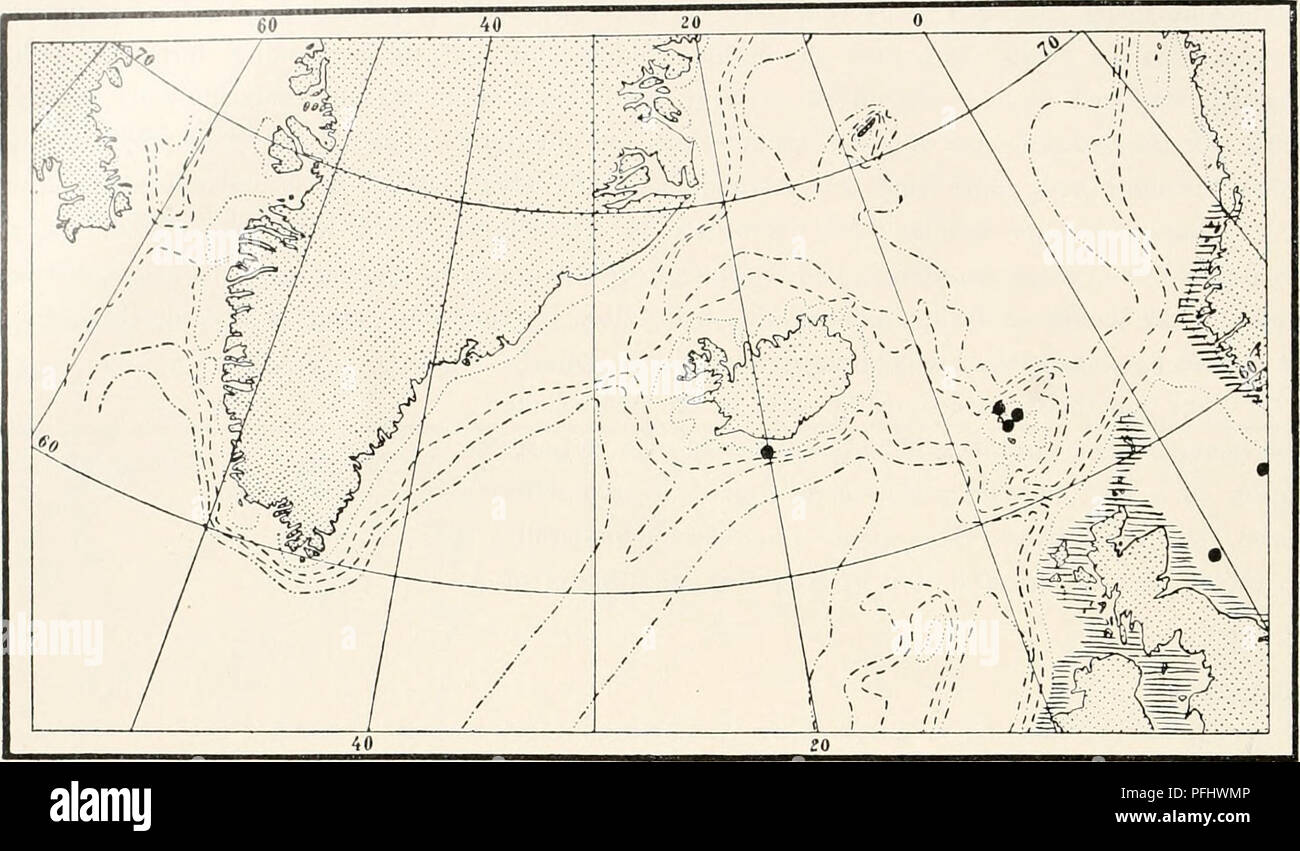 . Le Ingolf-Expedition danois. Expéditions scientifiques ; l'océan Arctique. 58 HYDROIDA II.   La Flèche. Fig. XXVI. La distribution de Plumularia Cathariua dans le Nord de l'Atlantique. Dans les parties hachurées la littérature note une occurrence commune, bien qu'éparpillés. espèce semble être un peu plus fréquent qu'on pourrait le penser à partir de dossiers ; aux deux loca- lités de noter ici, c'était présent en grand nombre. Dans les eaux du Groenland, Plumularia Catharina n'a pas encore été trouvé. Il appartient surtout à la moitié supérieure de la région du littoral. Gen.1 Polyplumaria G. 0. Le SRAS. Debout, colonie pennées composite Banque D'Images