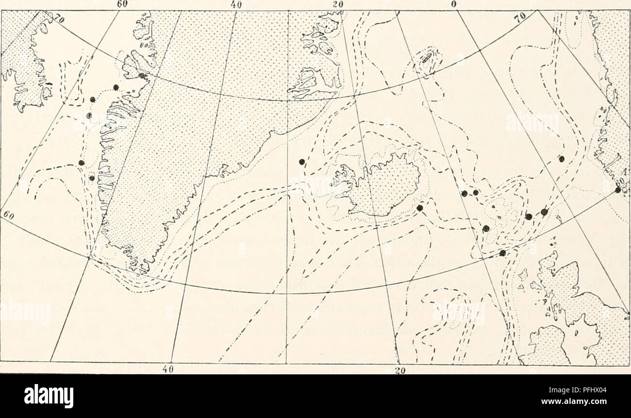 . Le Ingolf-Expedition danois. Expéditions scientifiques ; l'océan Arctique. HYDROIDA II 23 Le gonothecse unique sont inversés, étroite à conique, presque cylindrique fixé à l'hydrocanlns par un pédoncule rudimentaire à l'extrémité étroite ; distalement, elles sont meublées avec trois, quatre ou plus rarement avec deux ouvertures latérales, rondes, chacune avec un cou court. Matériau : 600 brasses de profondeur 4,5° - 582 - 3,3° - 485 6°,i - 872 mètres Levin Sen (1913, p. 287) croit avoir trouvé un sac aveugle dans Lictorella pinnata ; cela doit sans doute être dû à un déversement accidentel de courbure en forme de S, le polype qui woidd non, comment Banque D'Images