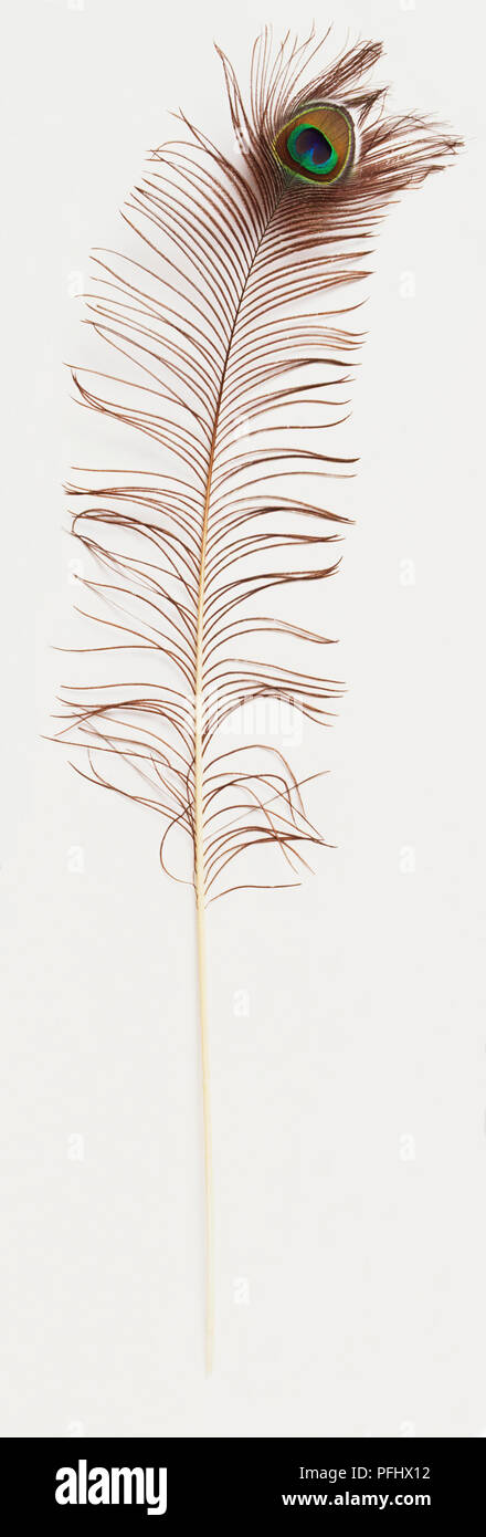 Plume de paon, vue de face. Banque D'Images