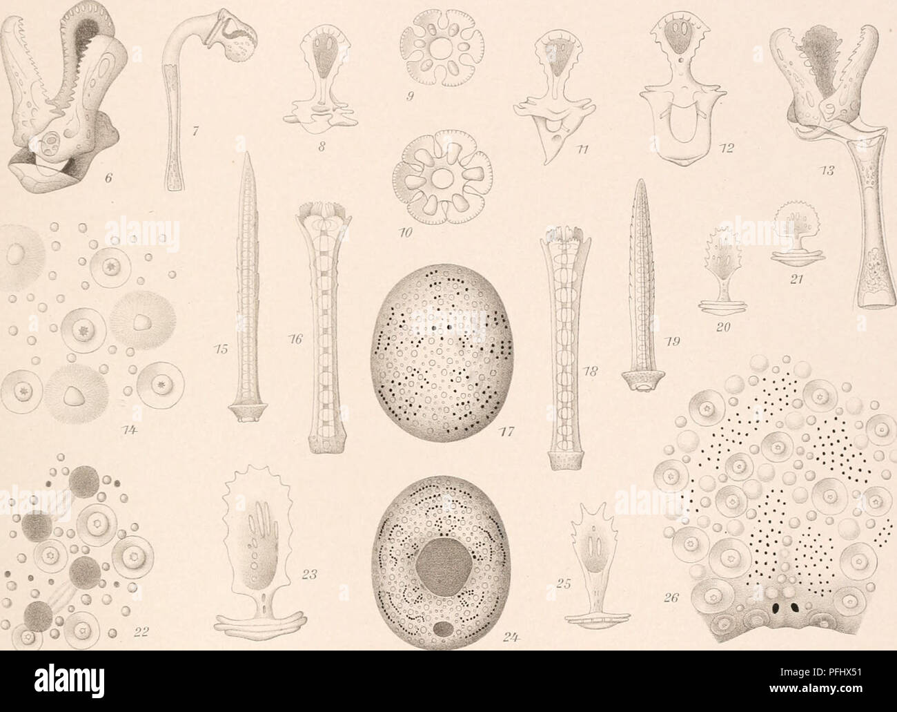 L'expédition danoise Ingolf (1895-1896) s'est concentrée sur l'exploration scientifique dans l'océan Arctique. Cette image montre les progrès de l'expédition, fournissant un aperçu de la biologie et de la géographie marines de l'Arctique. Banque D'Images
