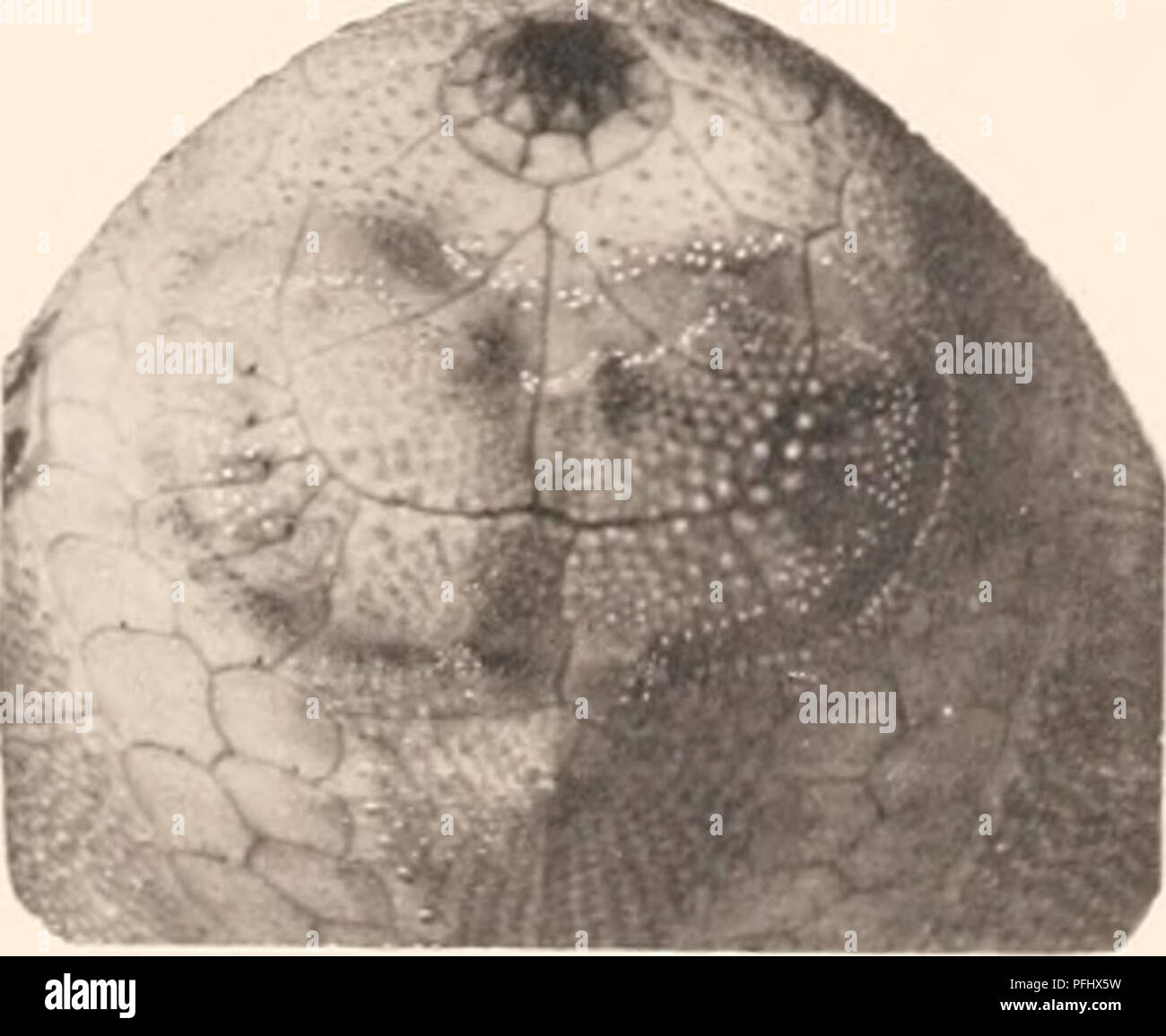 L'expédition danoise Ingolf (1895-1896) a été un voyage scientifique important dans l'océan Arctique. L'expédition a recueilli des données précieuses sur la vie marine, le climat et la géographie de la région, contribuant ainsi à la compréhension des écosystèmes arctiques et à l'élargissement des connaissances scientifiques de la région. Banque D'Images