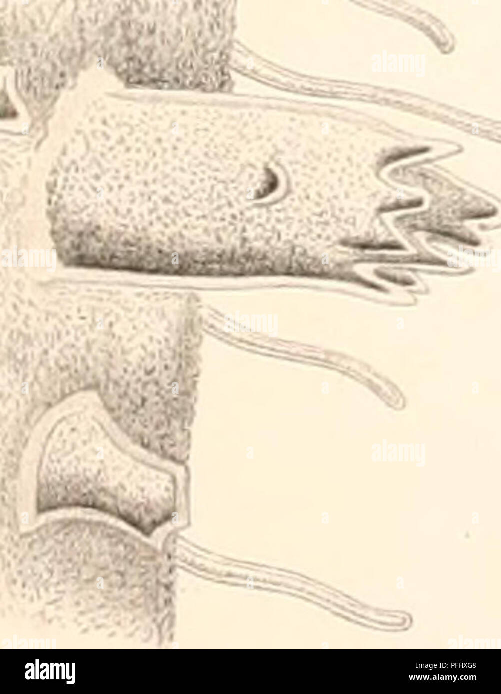 L'expédition danoise Ingolf (1895-1896) était une exploration scientifique dans l'océan Arctique, menée à bord du croiseur danois Ingolf. L’expédition s’est concentrée sur la biologie marine, la géologie et l’océanographie, fournissant des données précieuses sur les écosystèmes arctiques. Banque D'Images