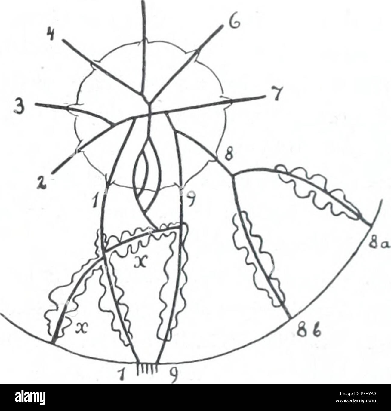 . L'Ingolf danois-expédition. Les animaux marins -- les régions de l'Arctique ; les expéditions scientifiques ; les régions de l'Arctique. Fig. 90â/. Jfalopsis ocellata A. Agassiz. Schémas des estomacs et l'extrémité proximale du canaux radiaux de spécimens différents, vu de la partie apicale. Pour plus d'explication, voir le texte, pp. 71â73. 1853 m de profondeur. Stat. li. Â Les jeunes poissons de chalut, 1000 le fil de l'interface utilisateur : i modèle. - Ringtrawl, 200 dans le fil : i modèle. b) â Lat. 56Â°33' N., Long. 9Â°3o' O., au sud-ouest des Hébrides. 5 août 1910 SLT. 1000â 1360 profondeur ni. Ringtrawl, 200 m sur le fil. Stat. 98. Â i modèle. c) lat. 56Â°j5' N. Banque D'Images