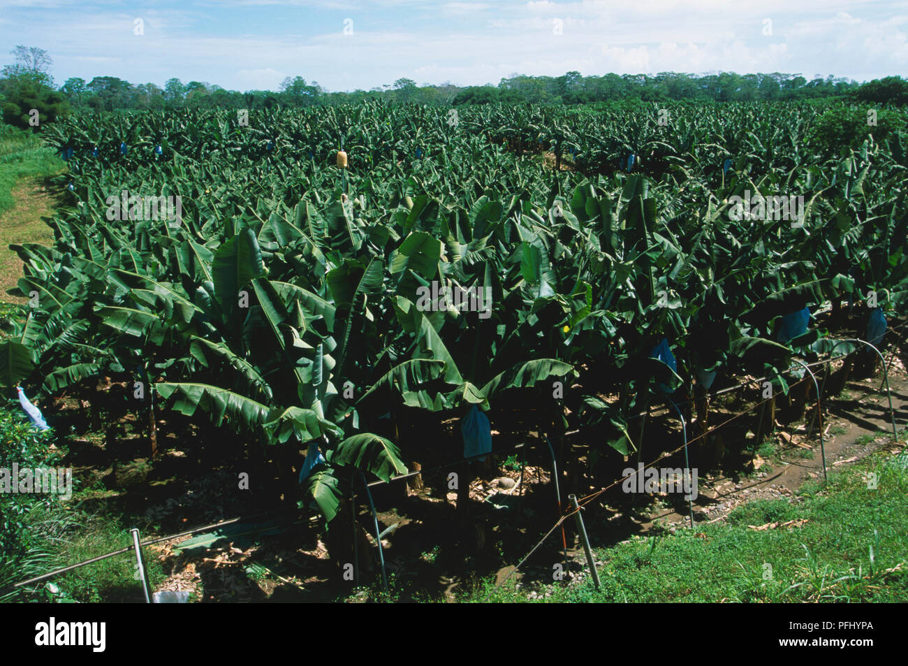 L'Amérique centrale, le Costa Rica, Caraïbes, Limon, Valle del Rio Estrella, Dole Standard Fruit Company, de culture de bananes à plantation Banque D'Images