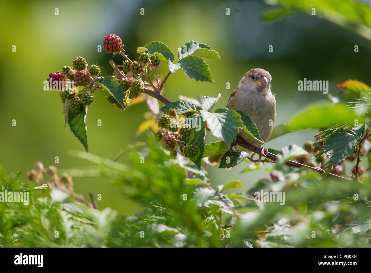 Moineau domestique femelle - Passer domesticus, assis sur Black Berry bush dans un jardin de Suffolk Banque D'Images